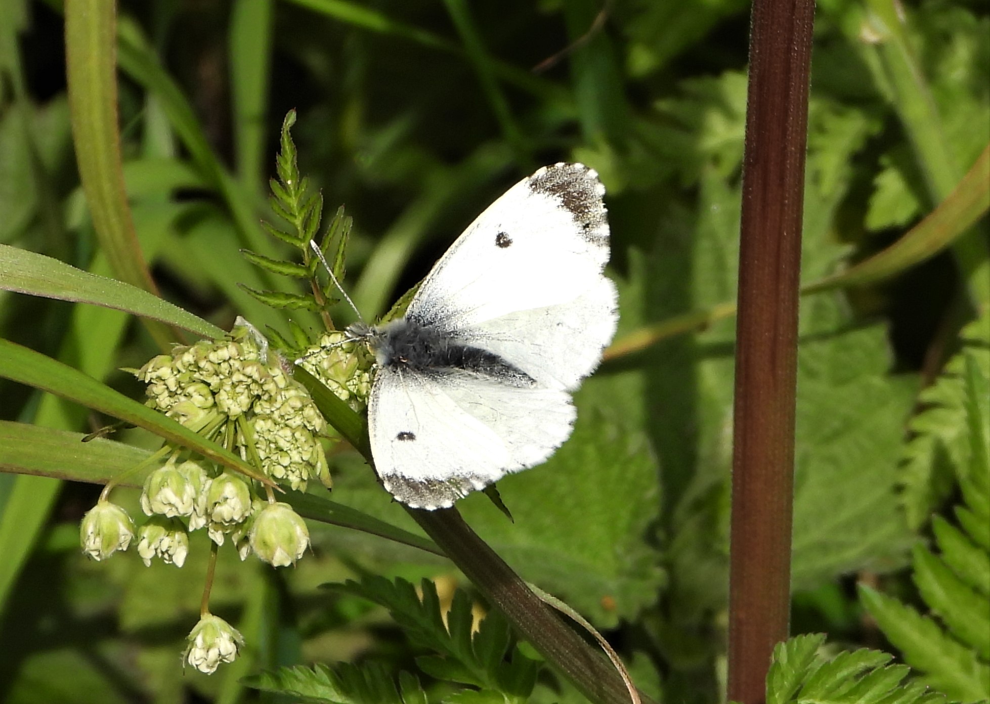 Orange tip - 09-05-2021