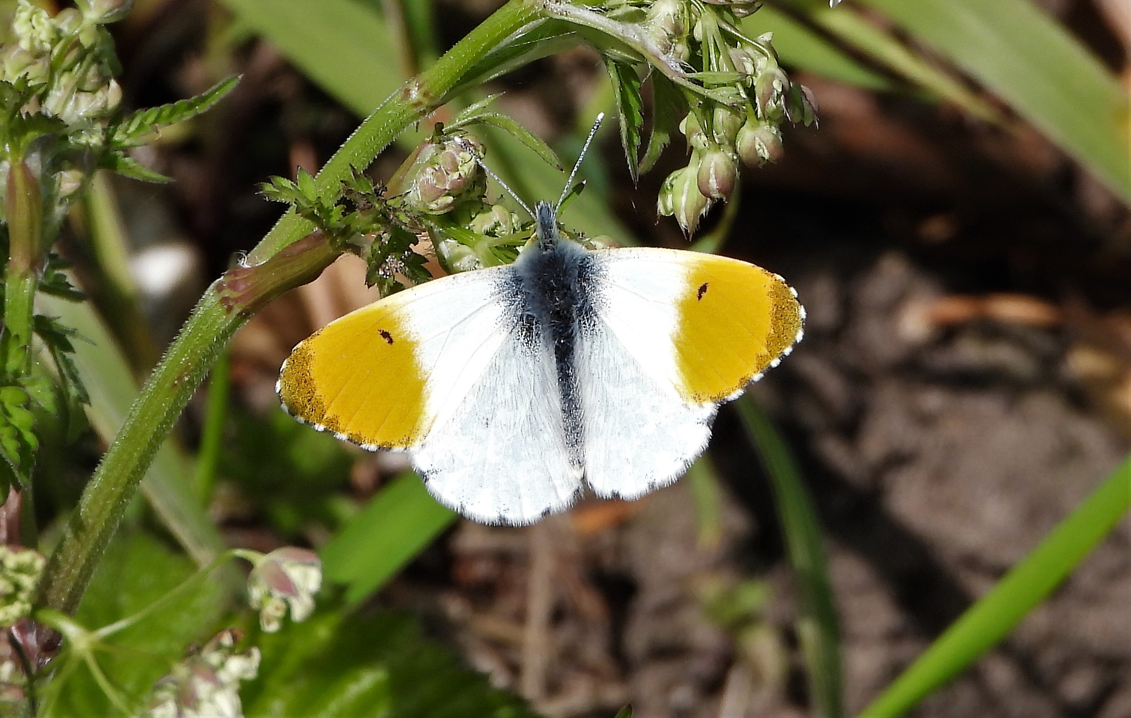 Orange tip - 13-05-2021