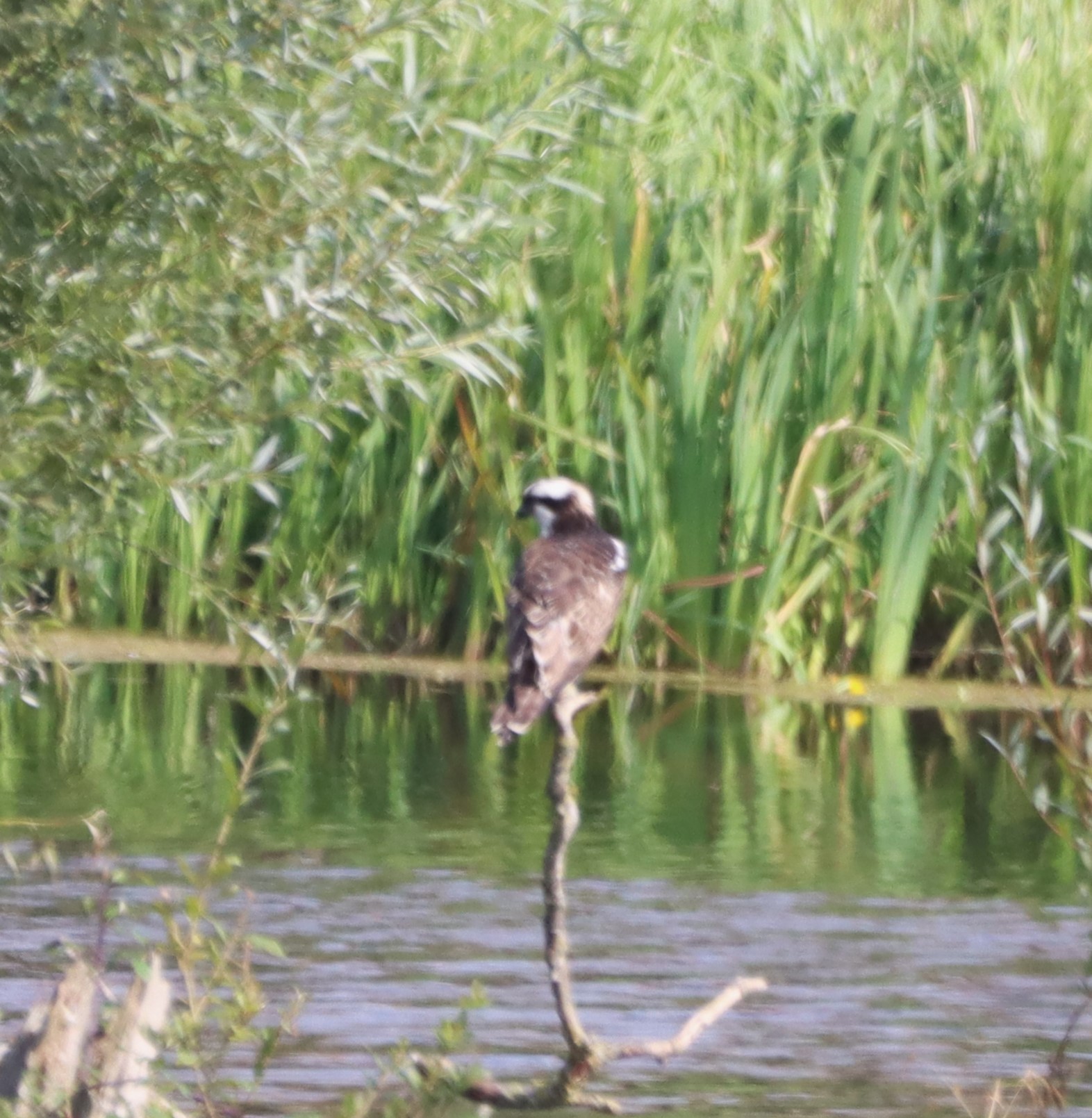 Osprey - 26-08-2024