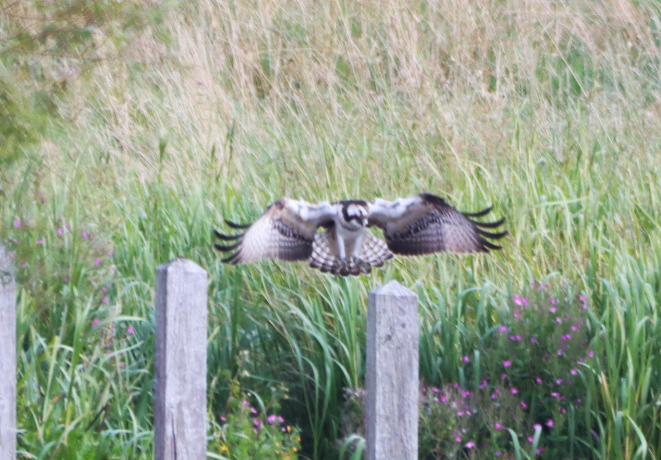 Osprey - 26-08-2024