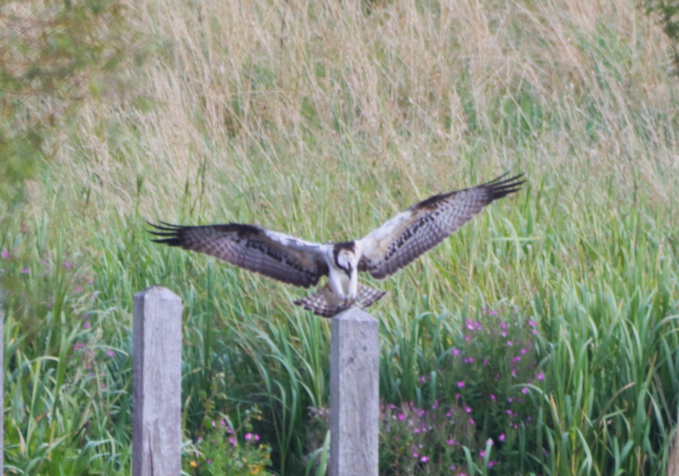 Osprey - 26-08-2024