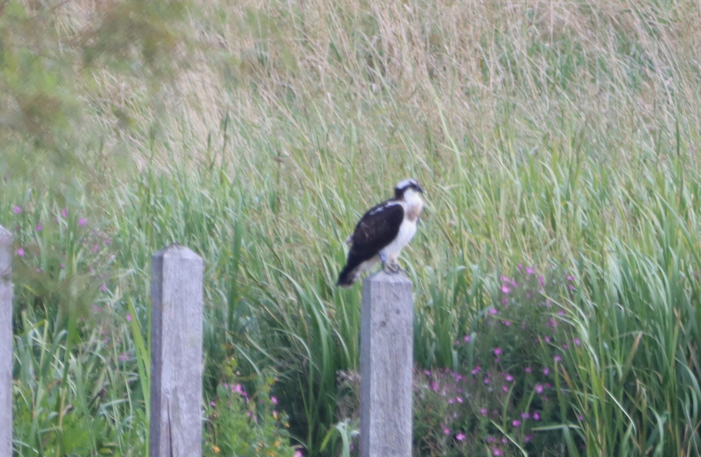 Osprey - 26-08-2024