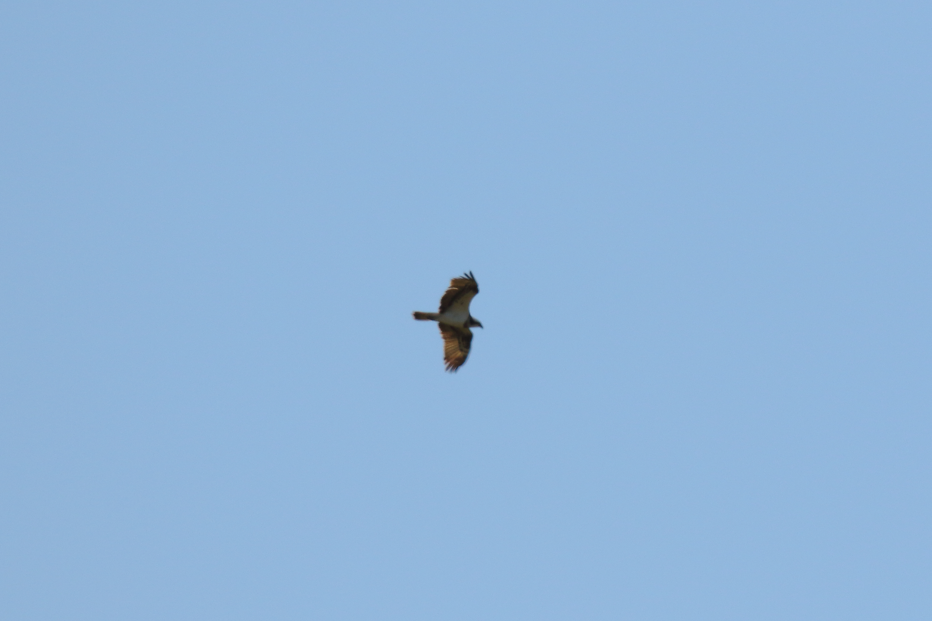 Osprey - 23-04-2021