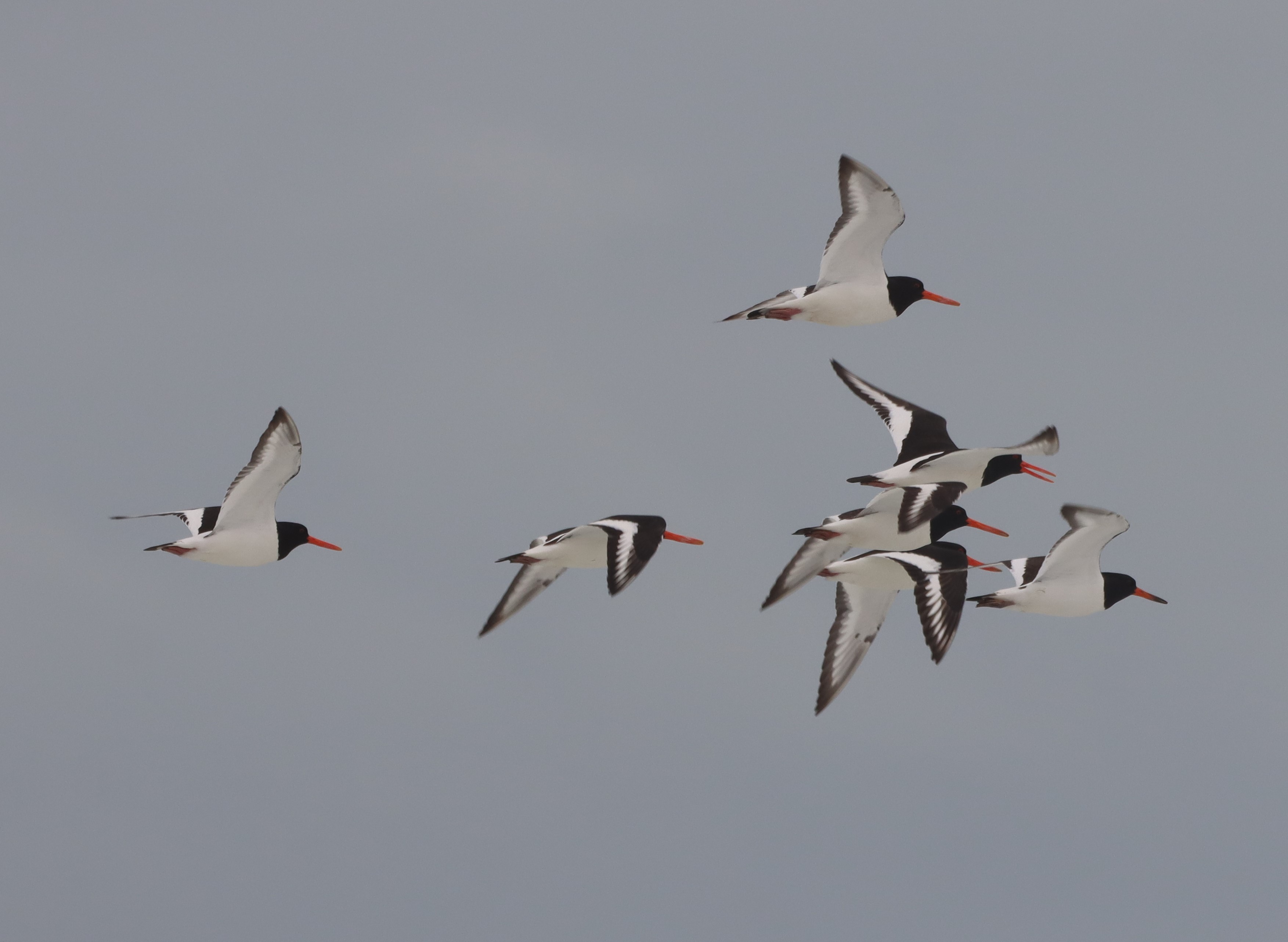 Oystercatcher - 18-08-2025