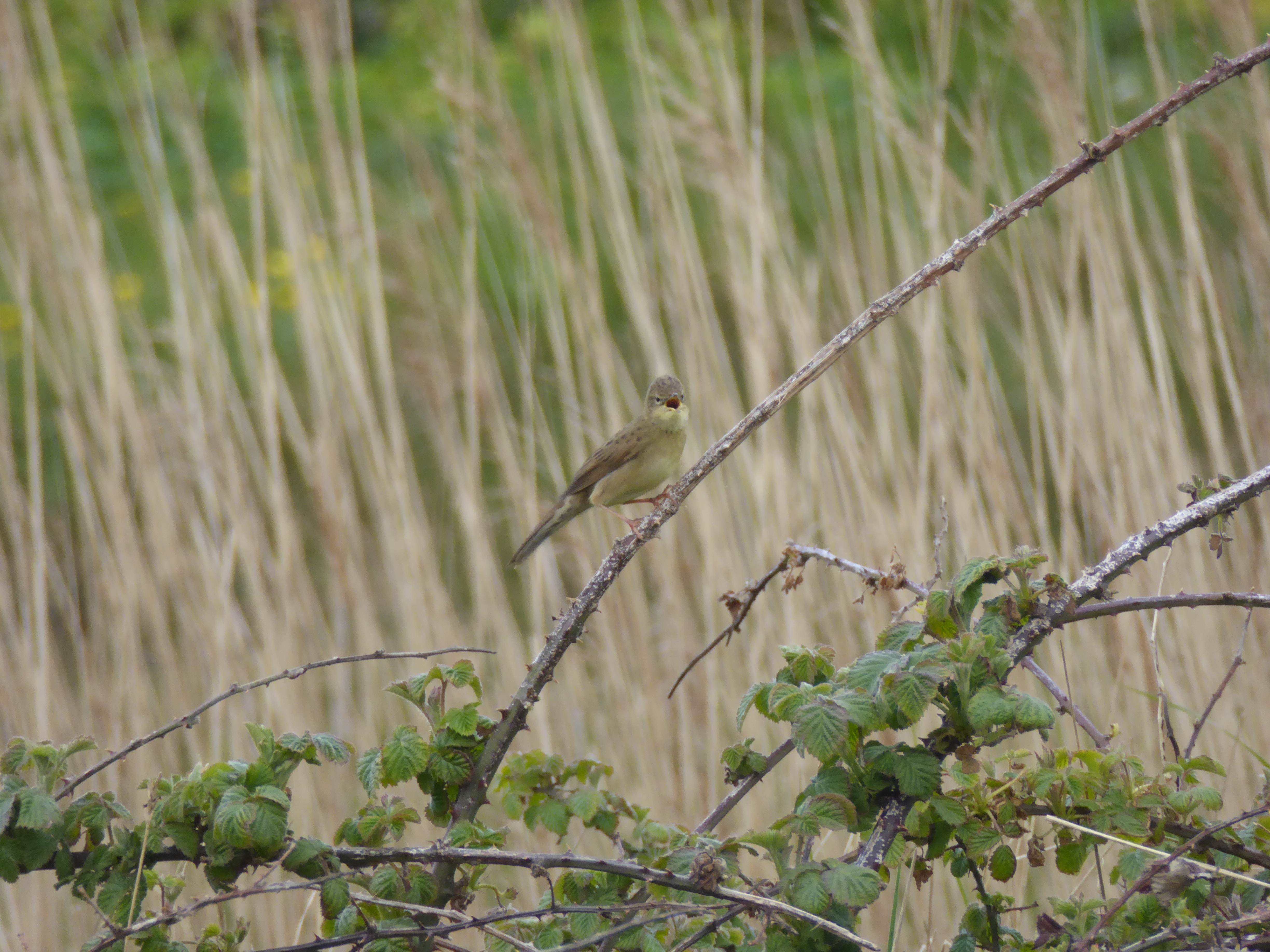 Grasshopper Warbler - 01-05-2021