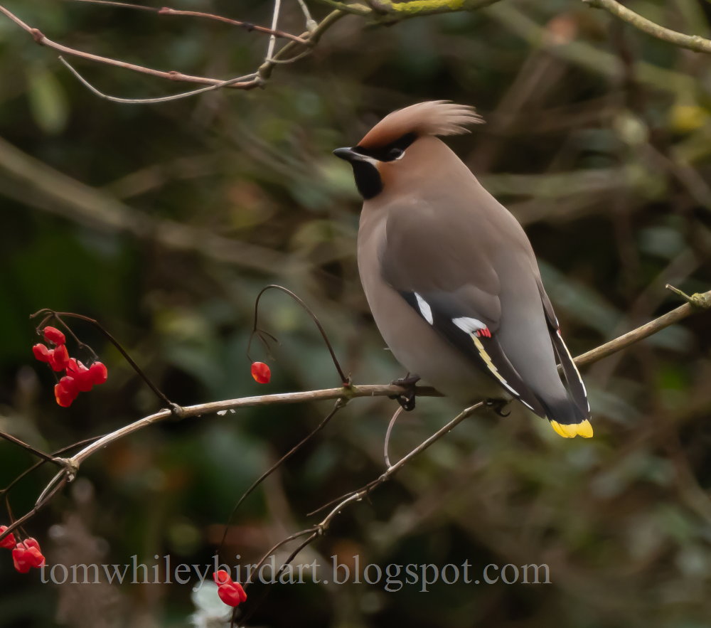 Waxwing - 10-01-2022