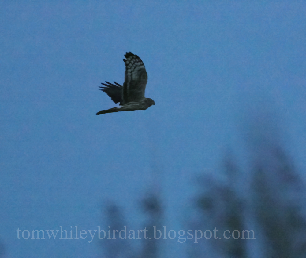 Hen Harrier - 25-01-2025