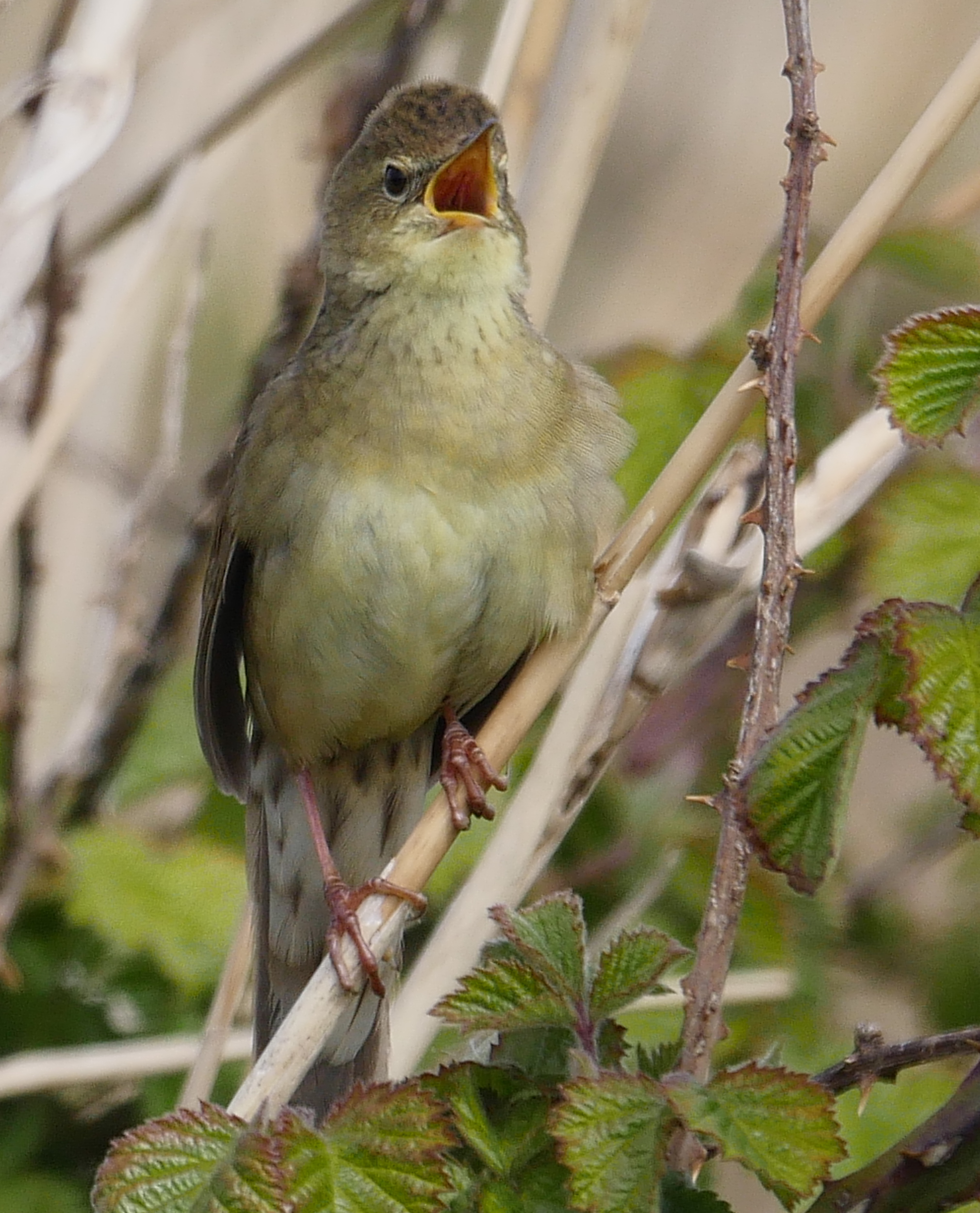 Grasshopper Warbler - 25-04-2021