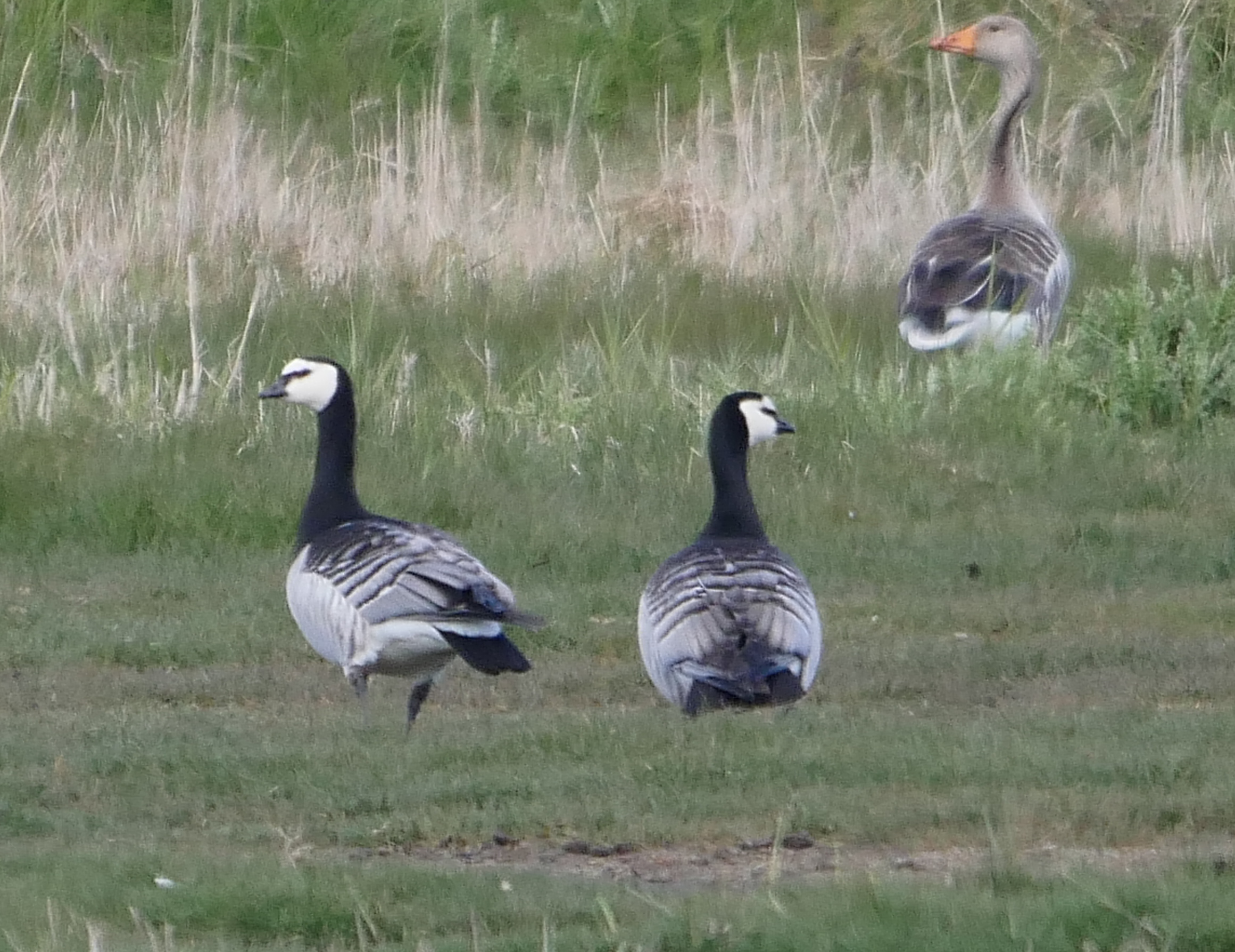 Barnacle Goose - 07-05-2021