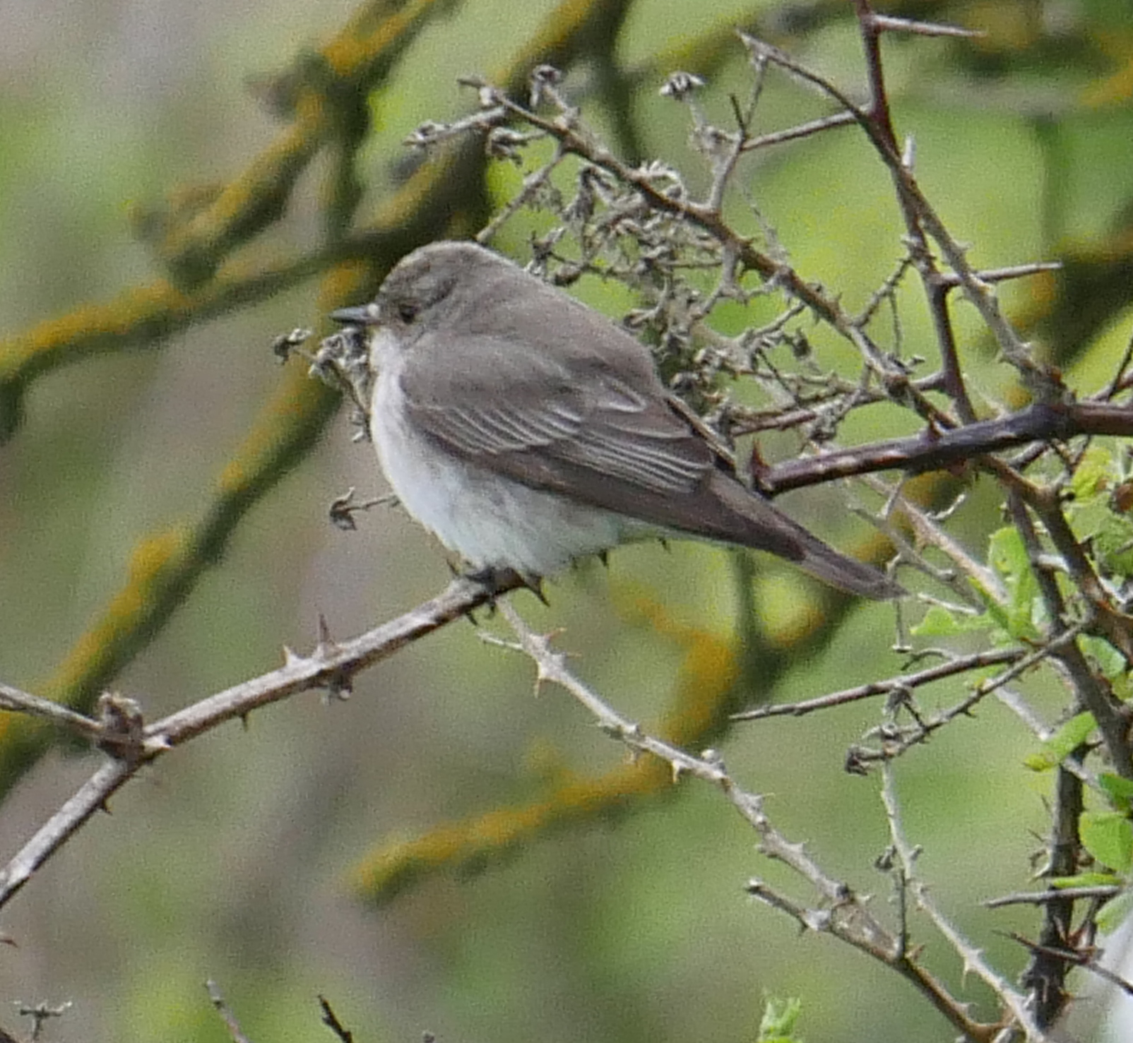 Spotted Flycatcher - 21-05-2021