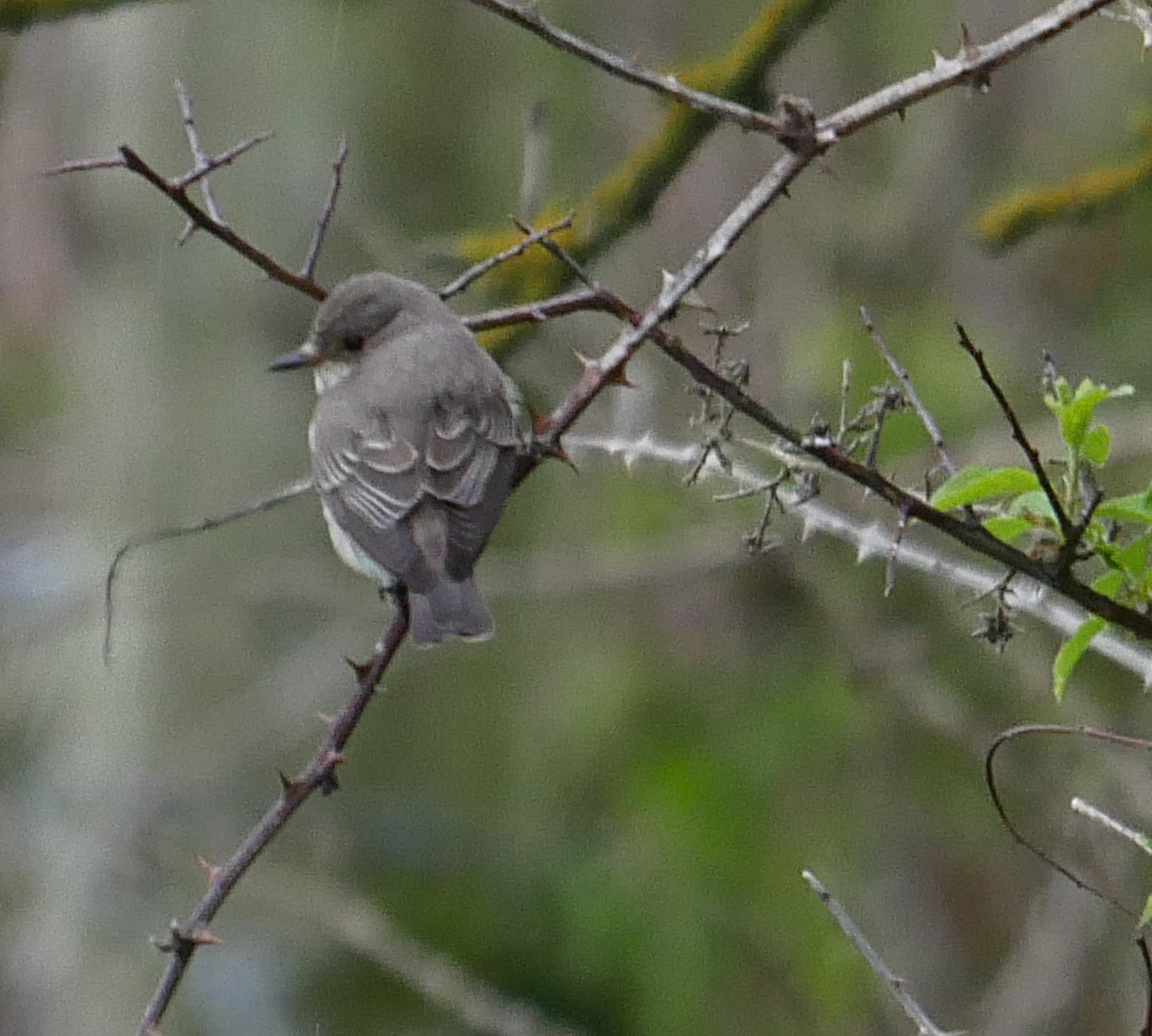 Spotted Flycatcher - 21-05-2021