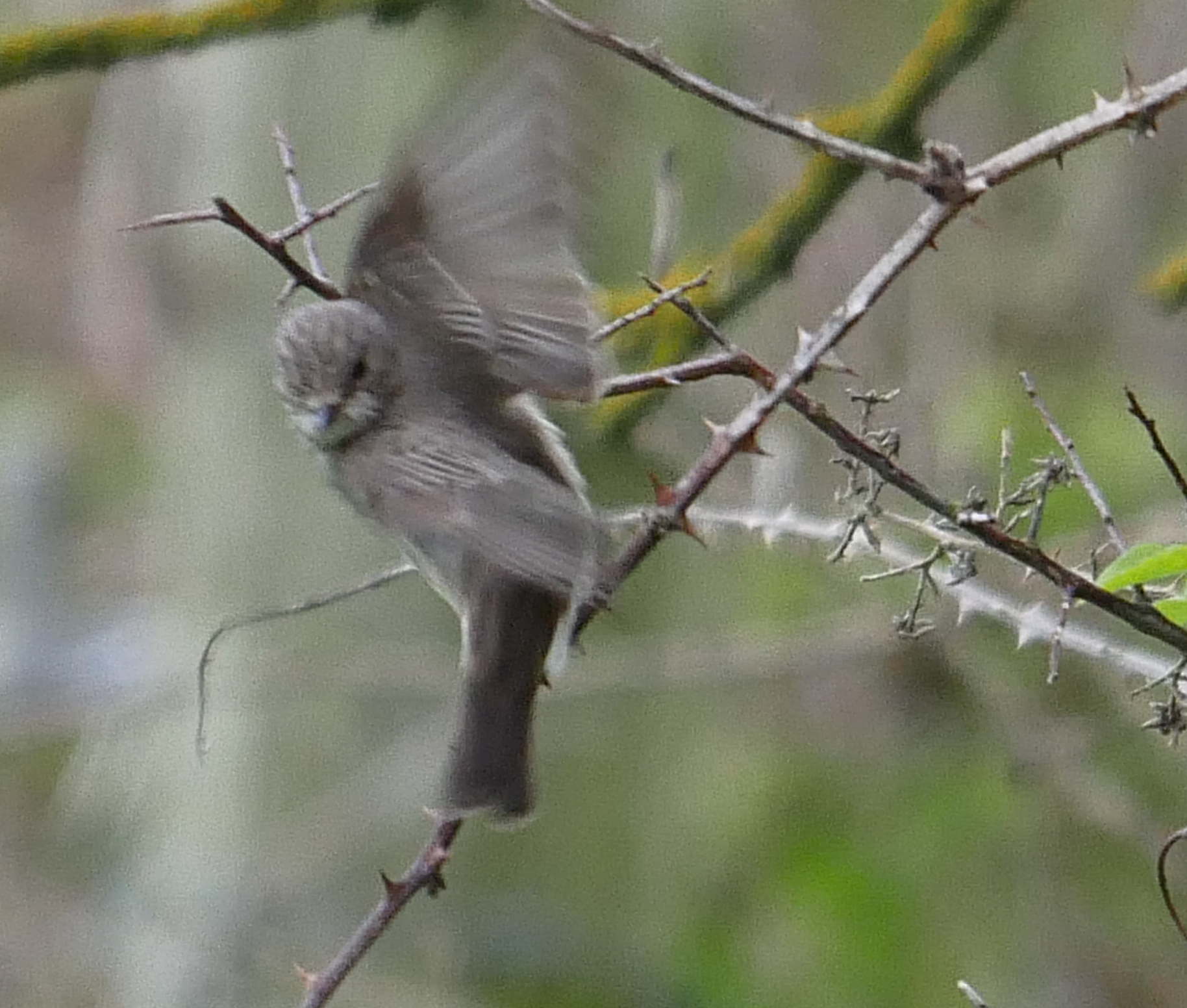 Spotted Flycatcher - 21-05-2021