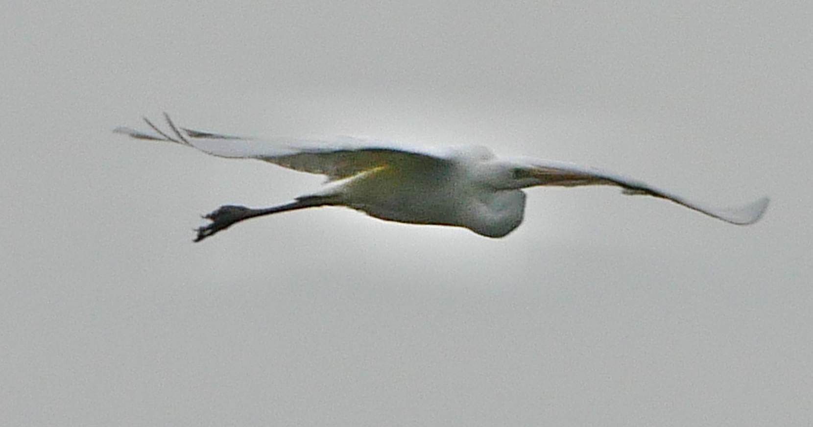 Great White Egret - 06-06-2021