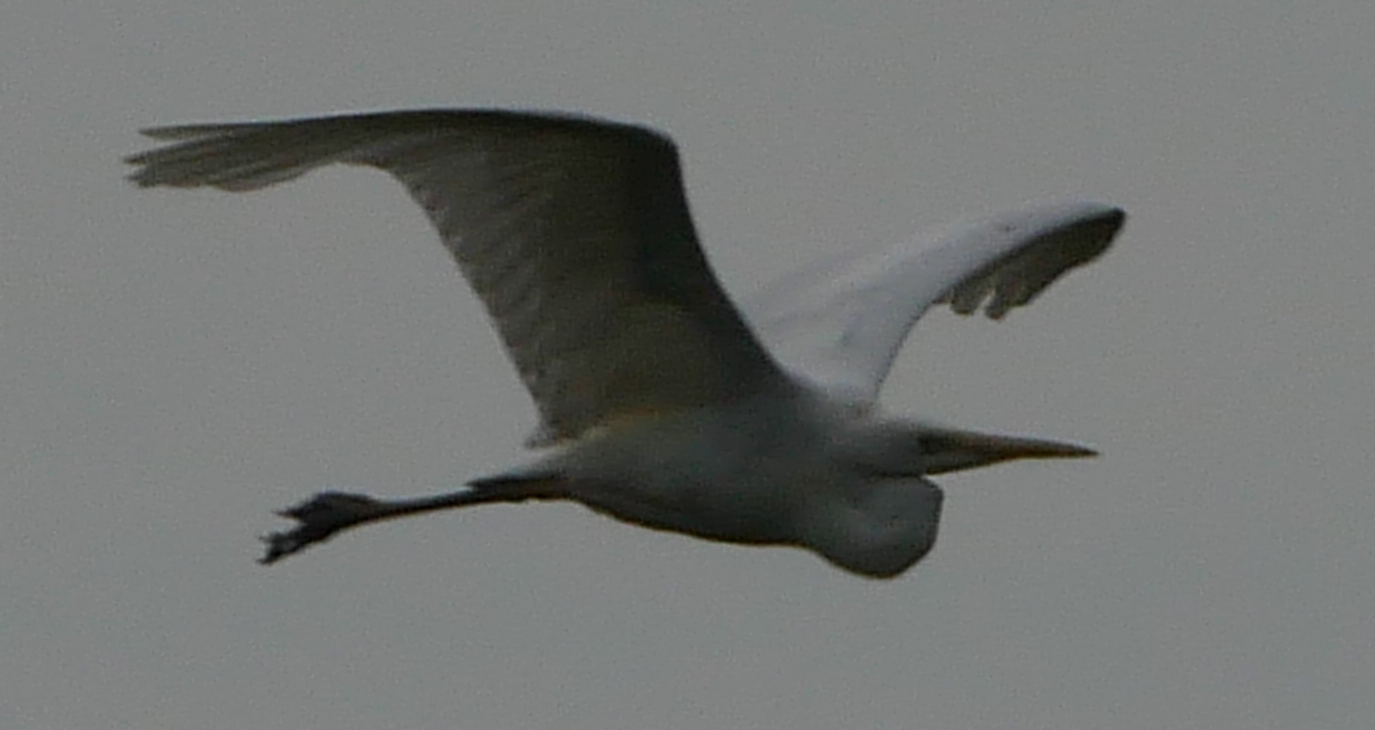 Great White Egret - 06-06-2021