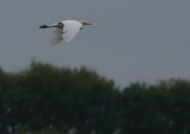 Cattle Egret - 30-06-2021