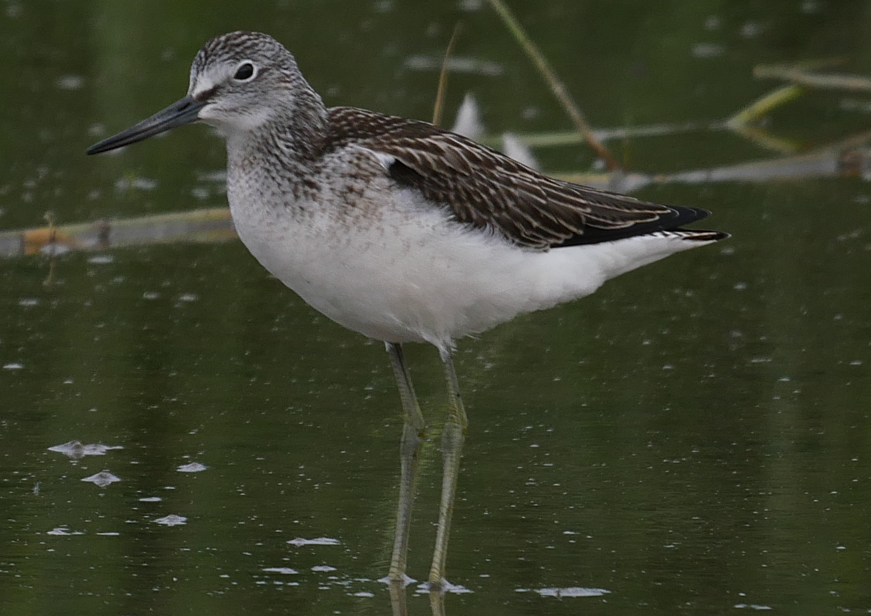 Greenshank - 10-08-2021