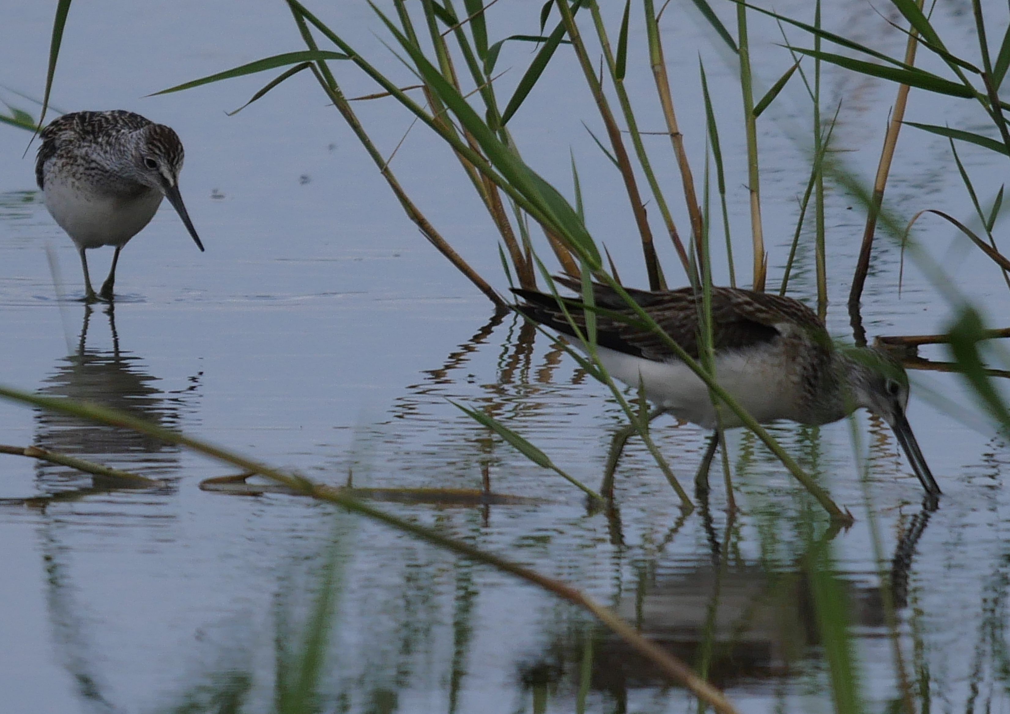 Greenshank - 10-08-2021