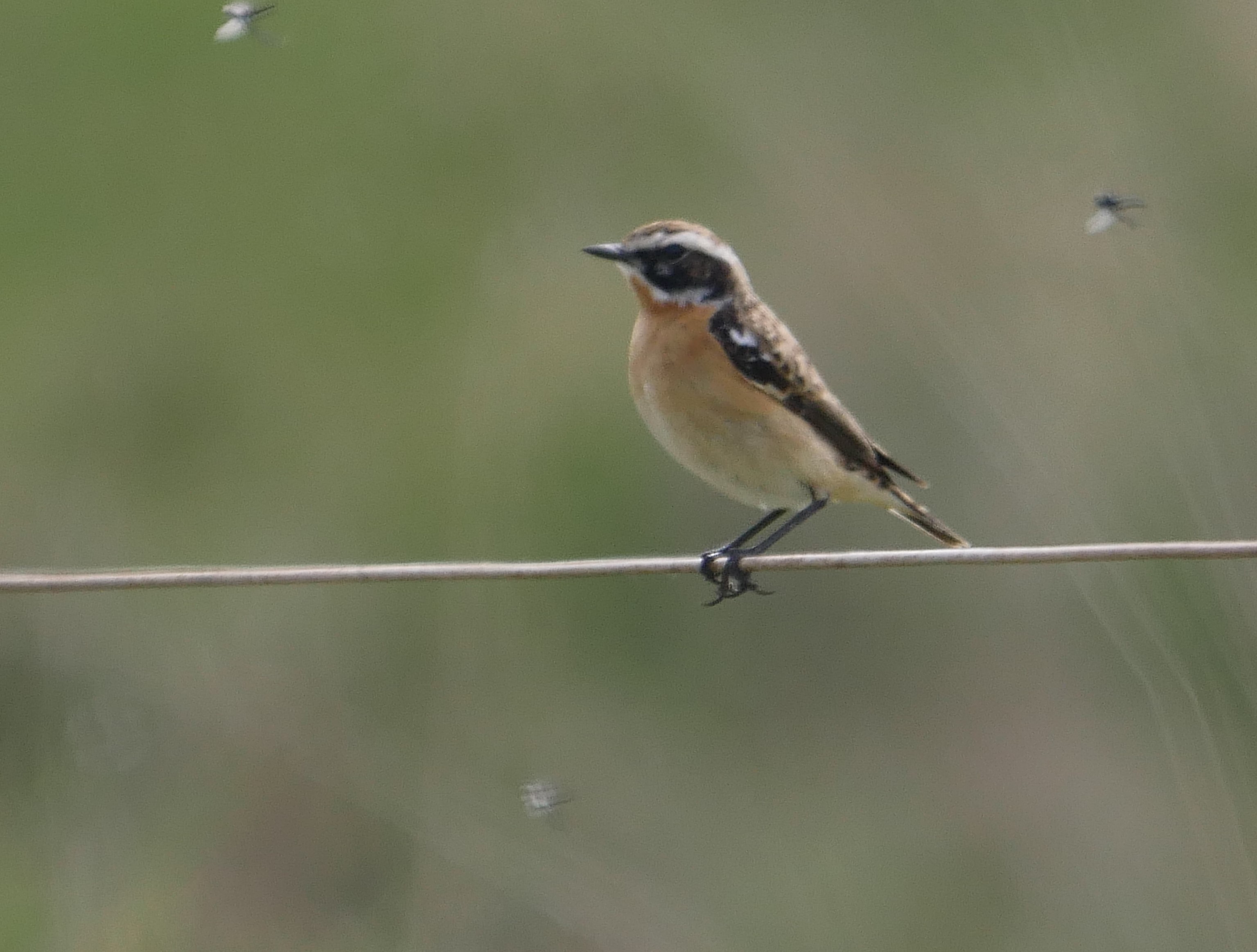 Whinchat - 03-05-2022