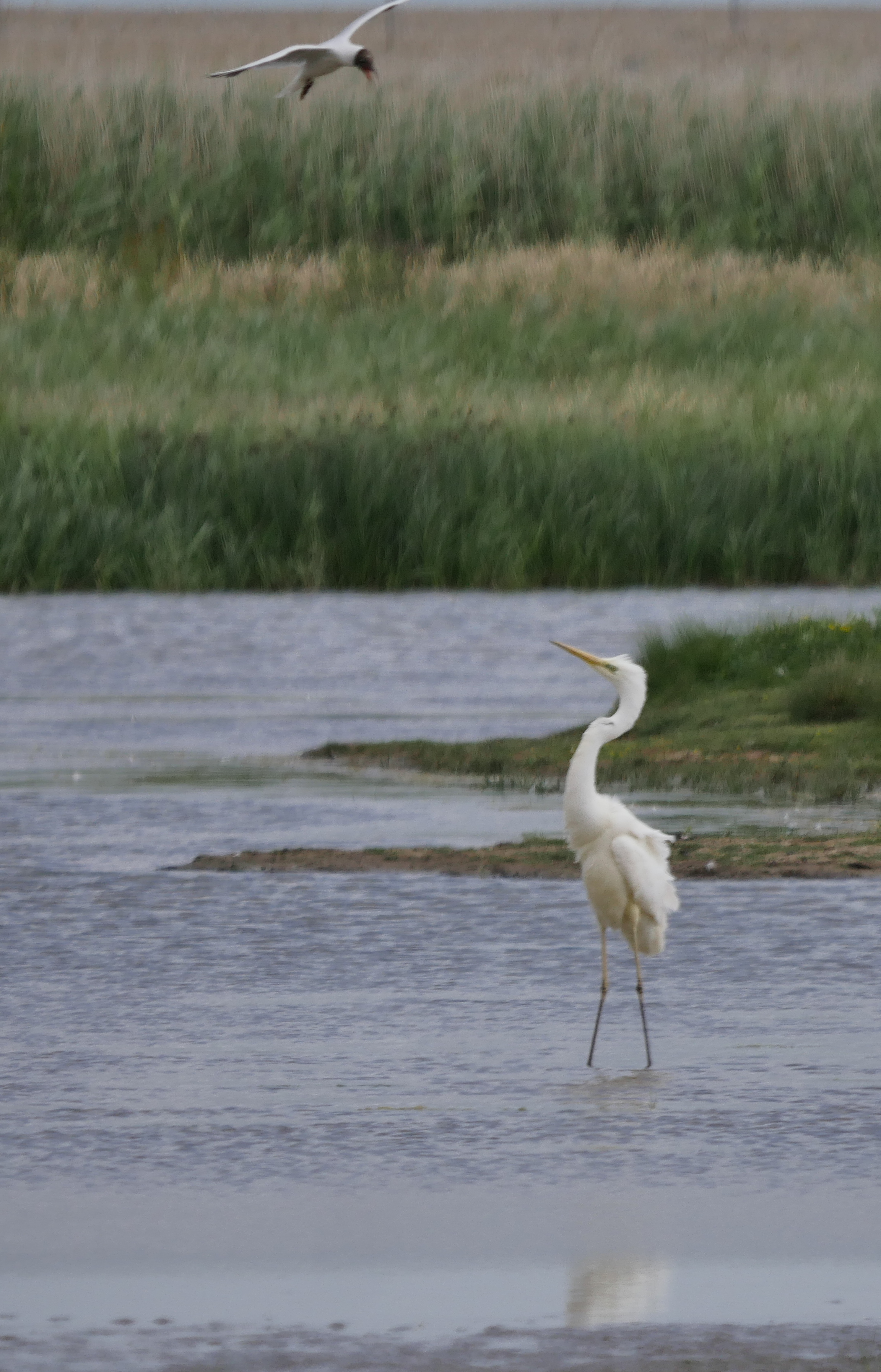 Great White Egret - 02-07-2022