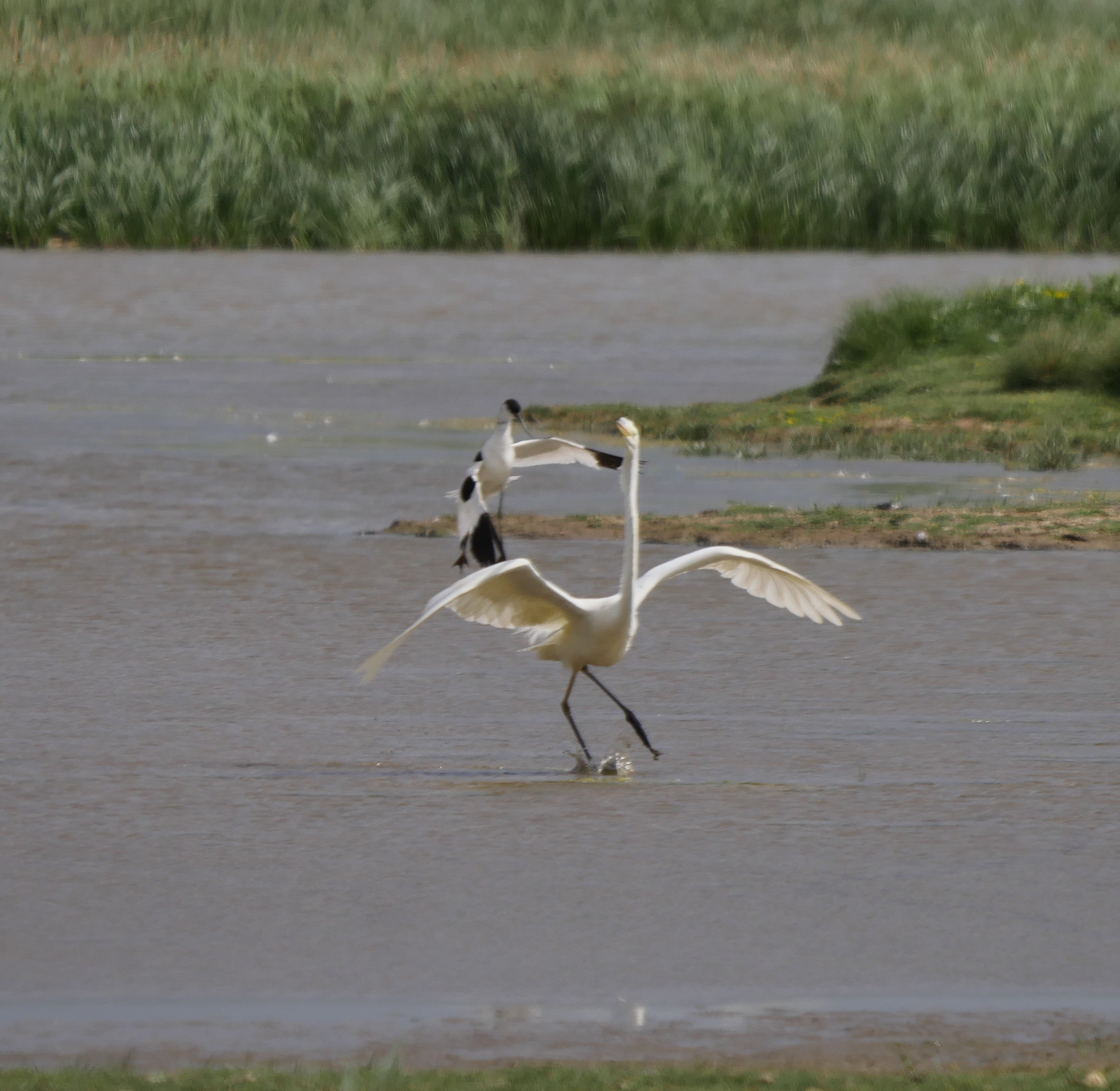 Great White Egret - 02-07-2022