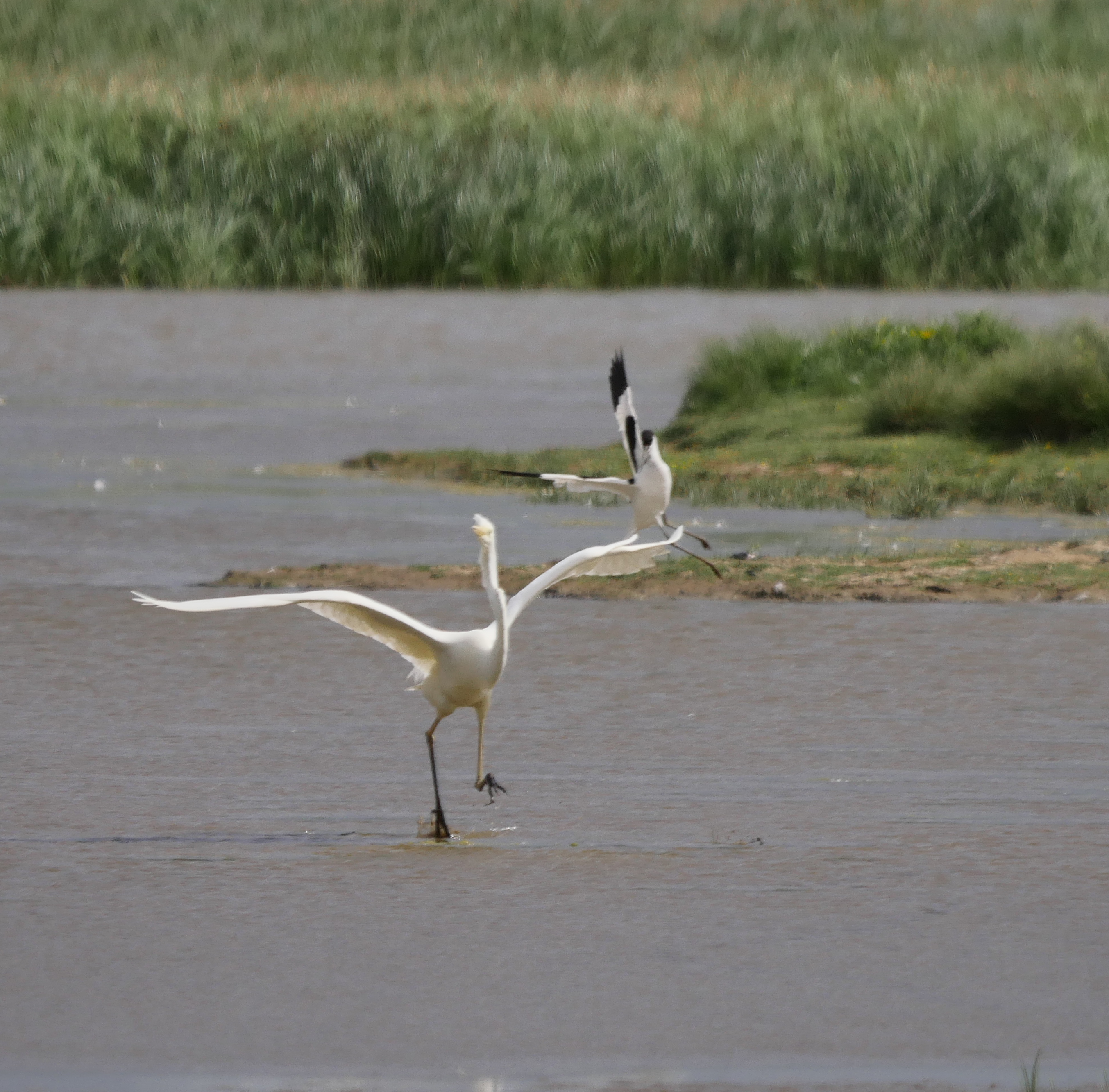 Great White Egret - 02-07-2022