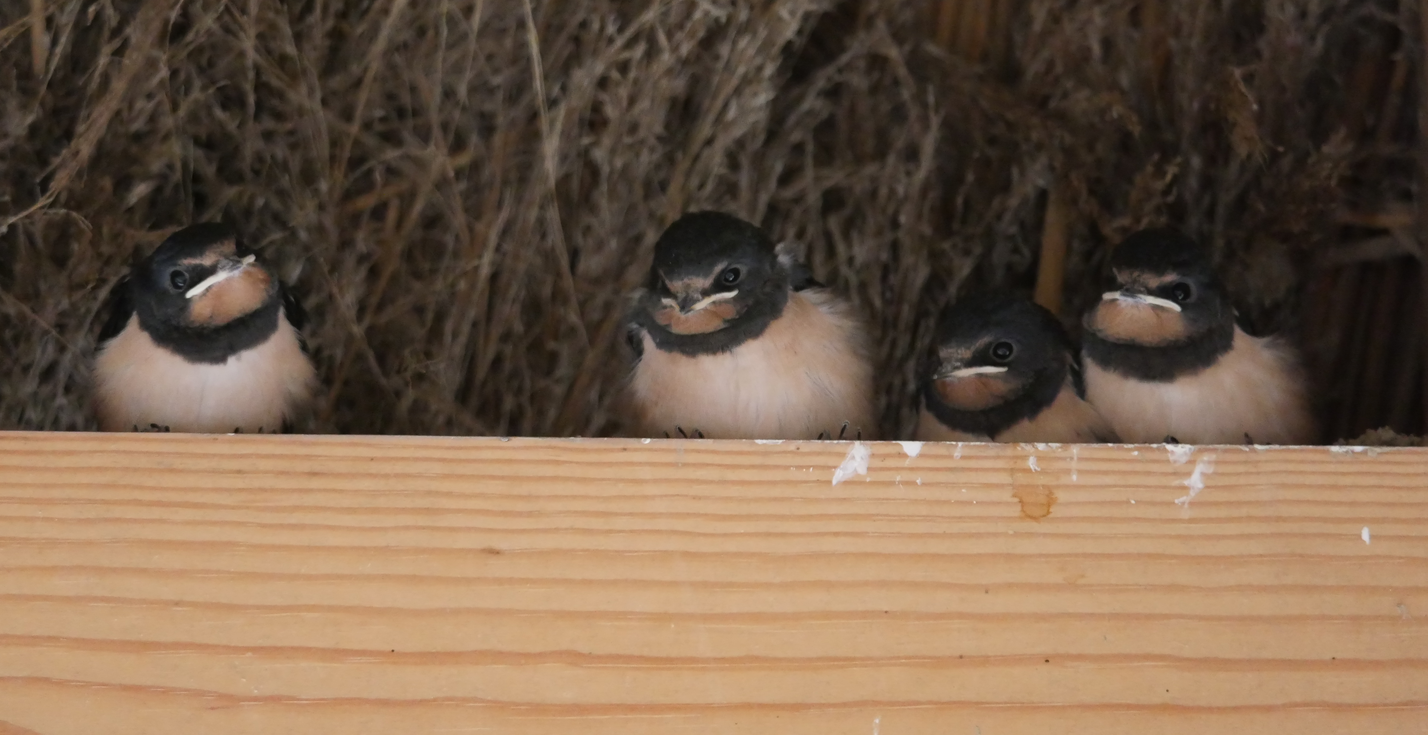 Swallow - 02-07-2022