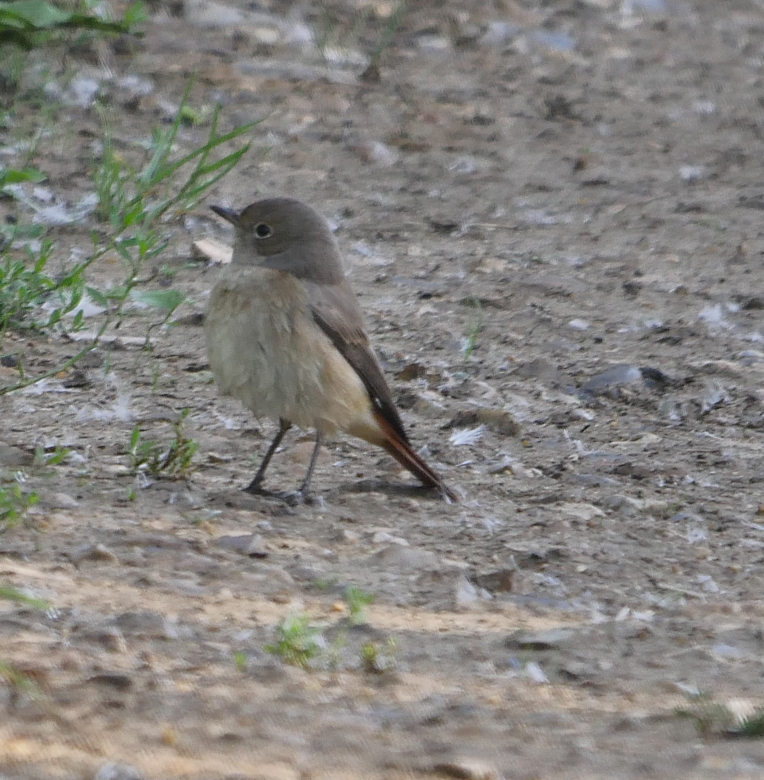 Redstart - 02-09-2022