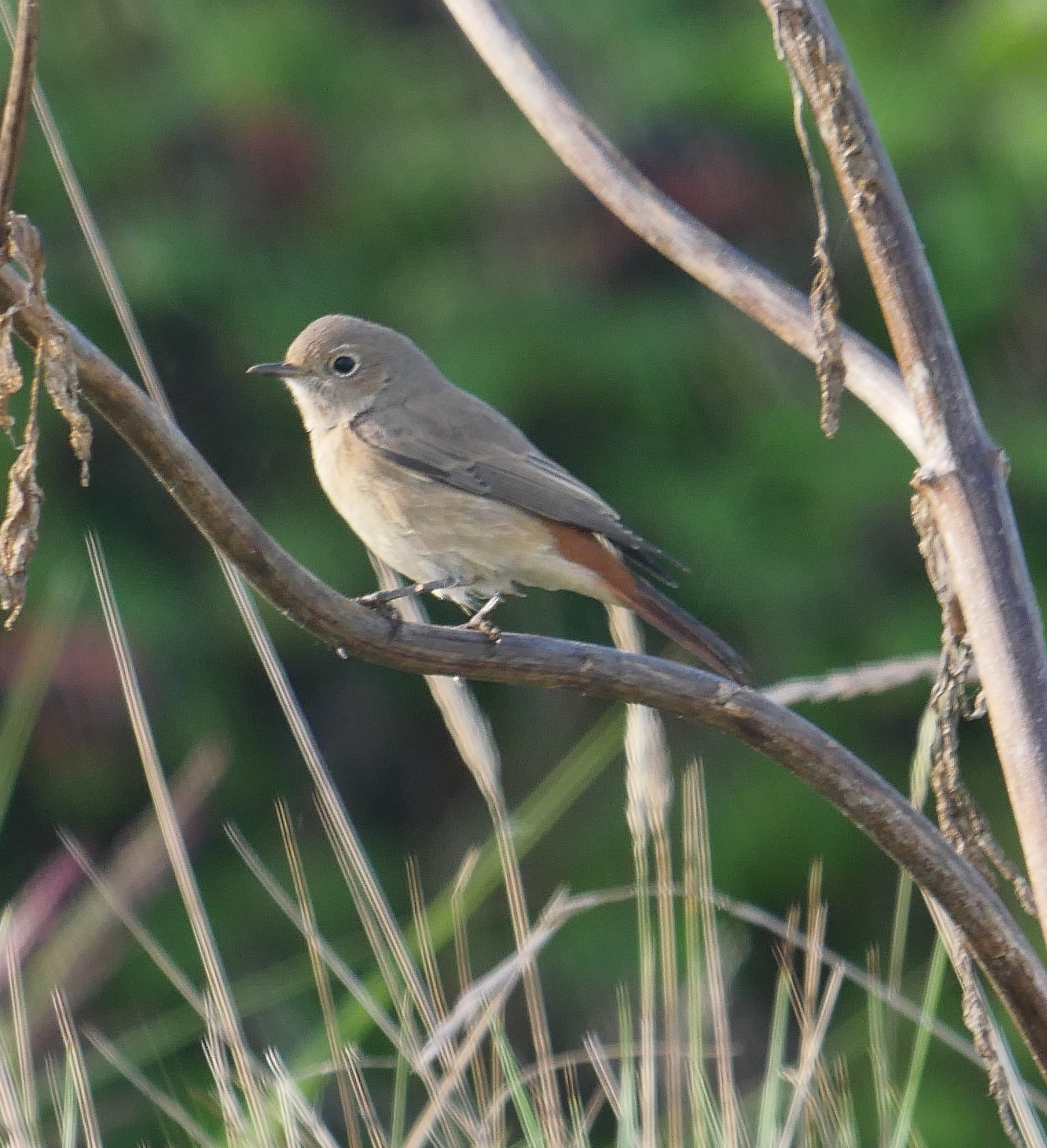 Redstart - 02-09-2022