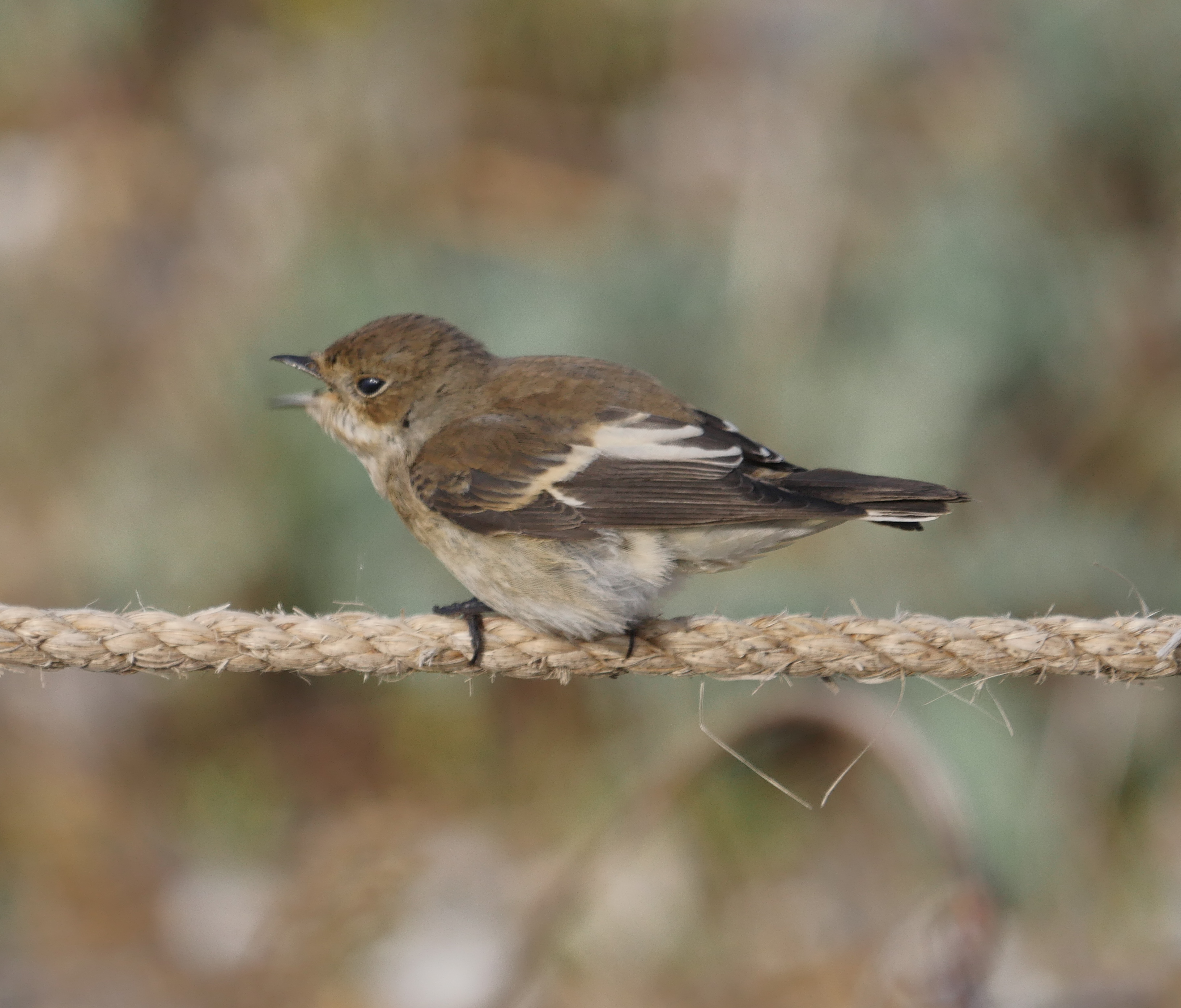 Pied Flycatcher - 03-09-2022