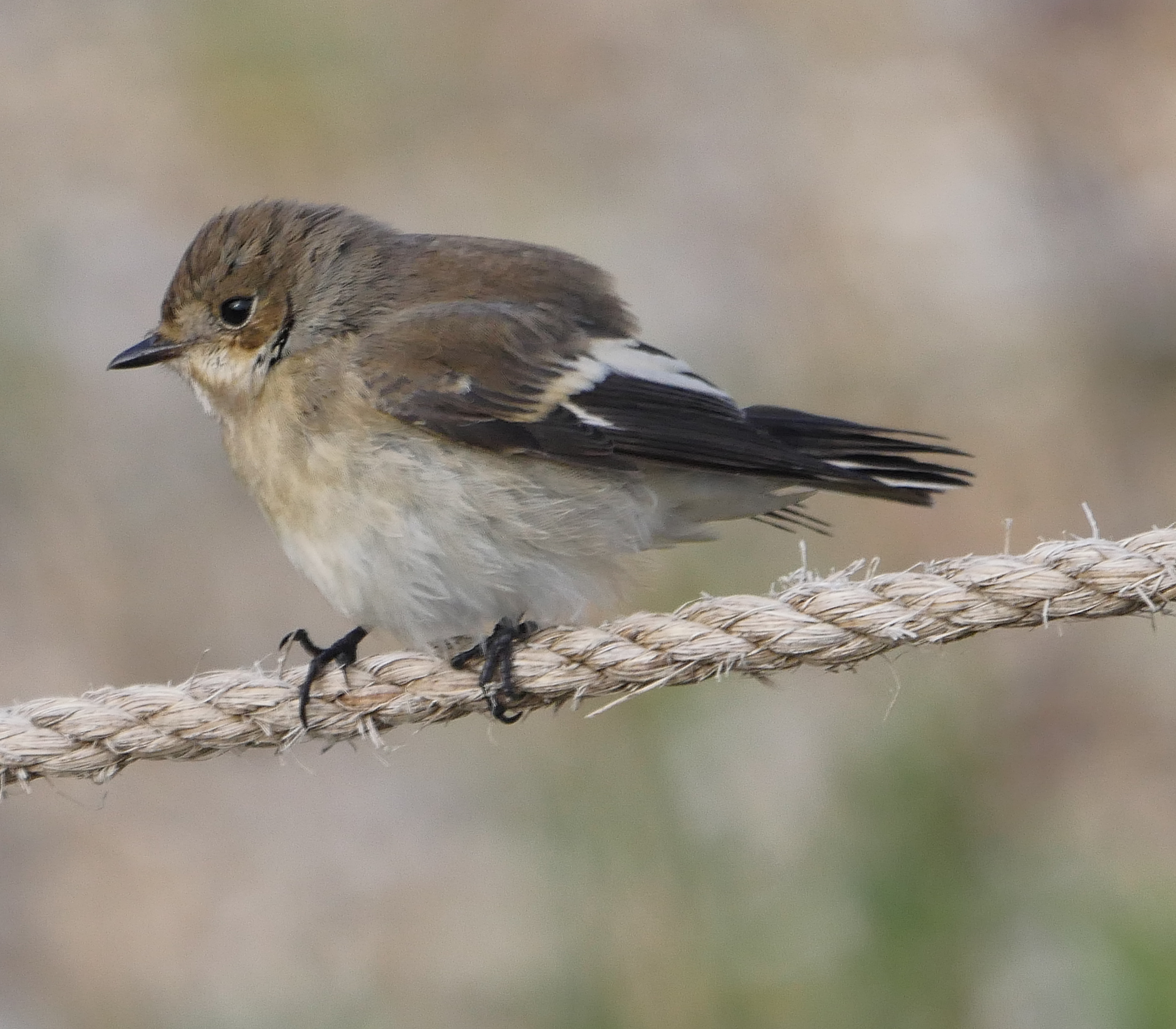 Pied Flycatcher - 03-09-2022