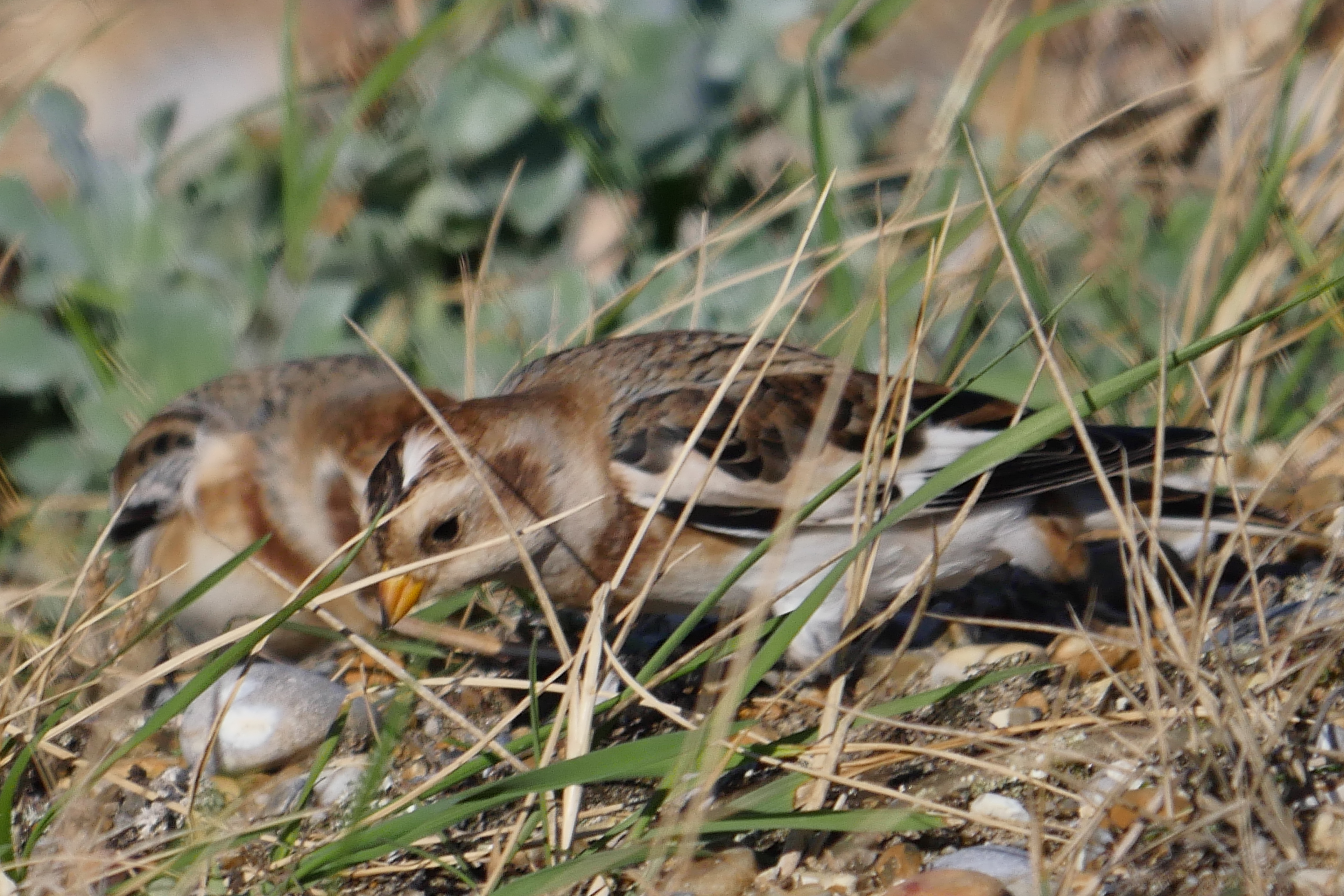 Snow Bunting - 09-10-2022