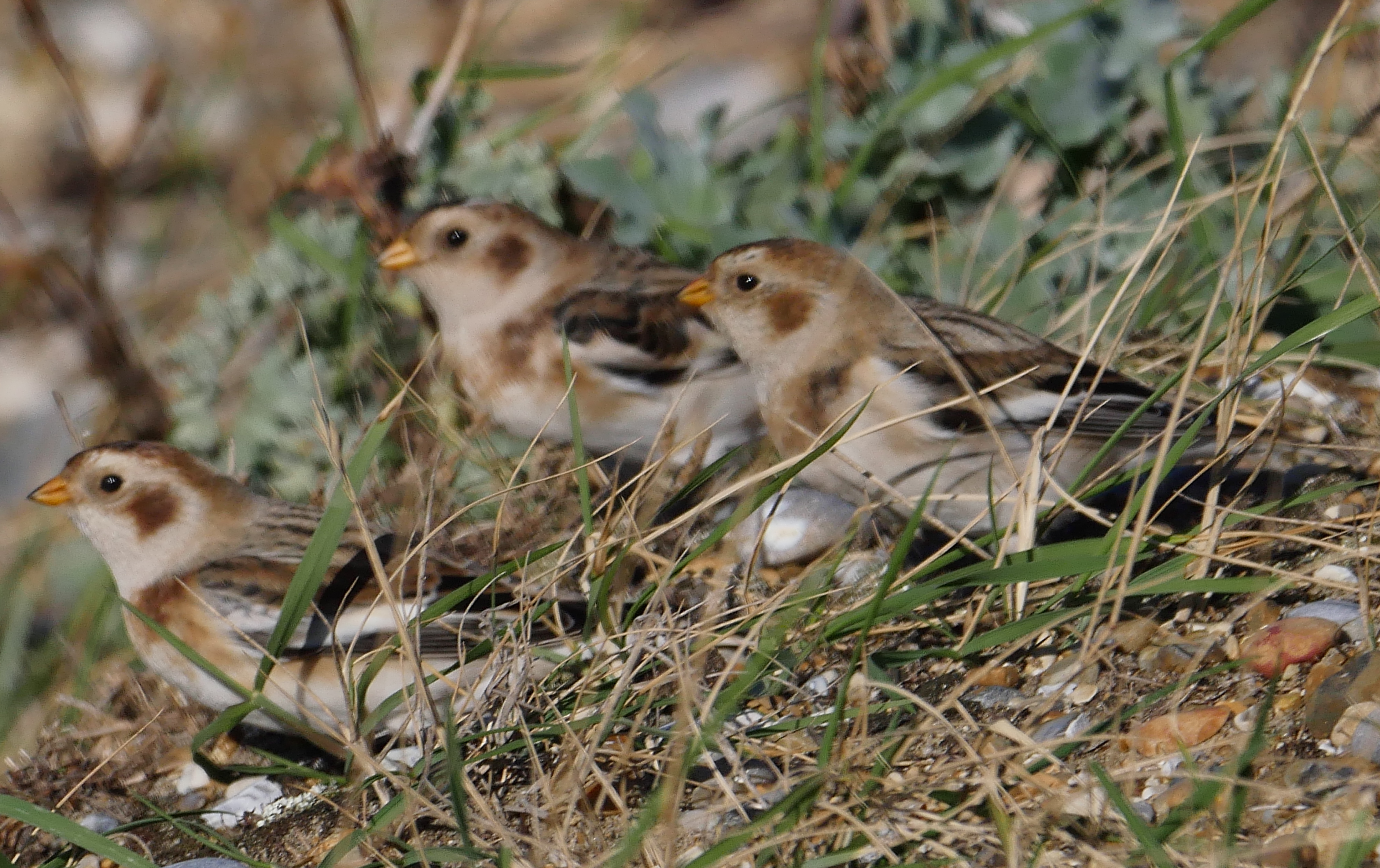 Snow Bunting - 09-10-2022