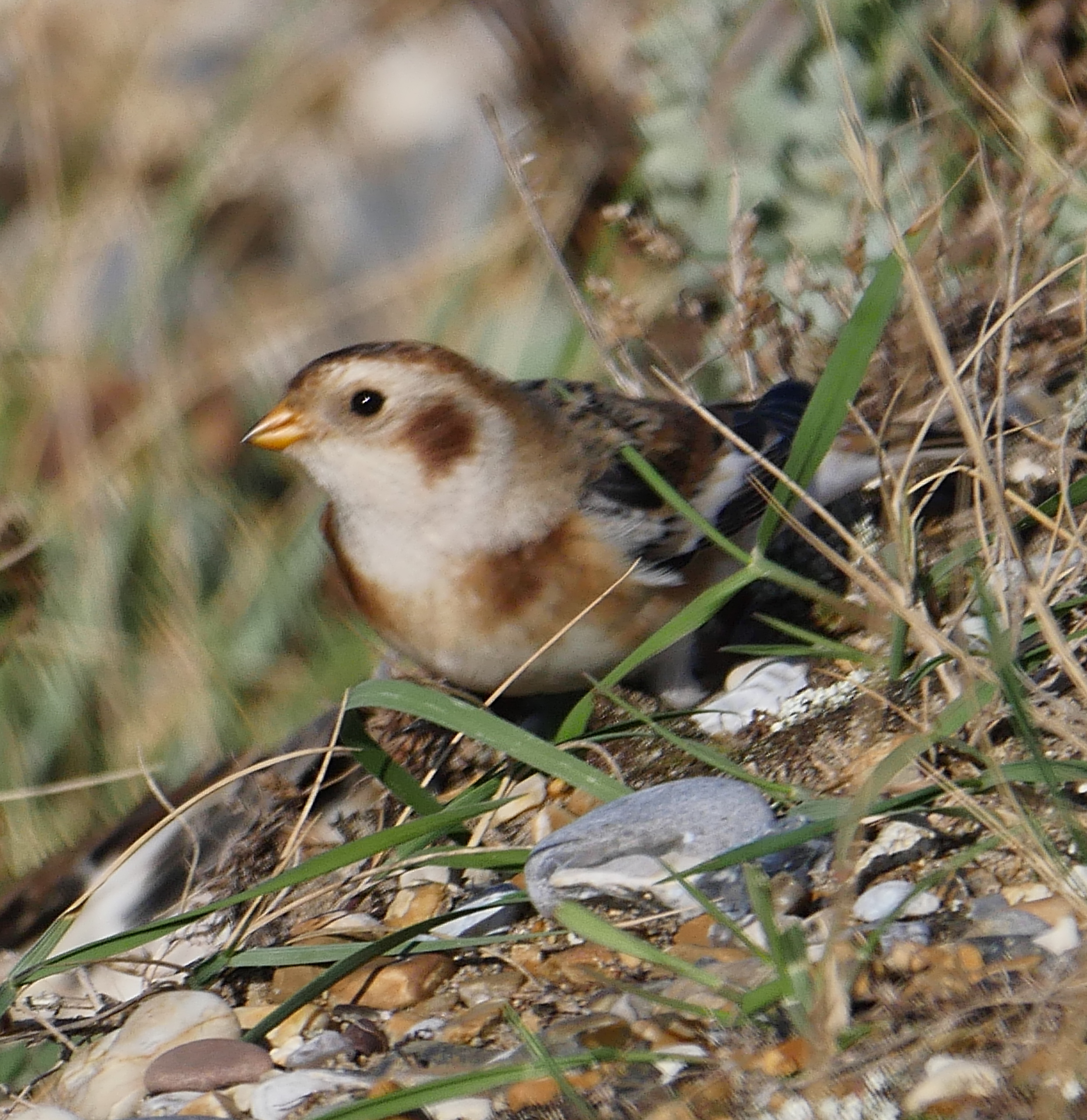 Snow Bunting - 09-10-2022