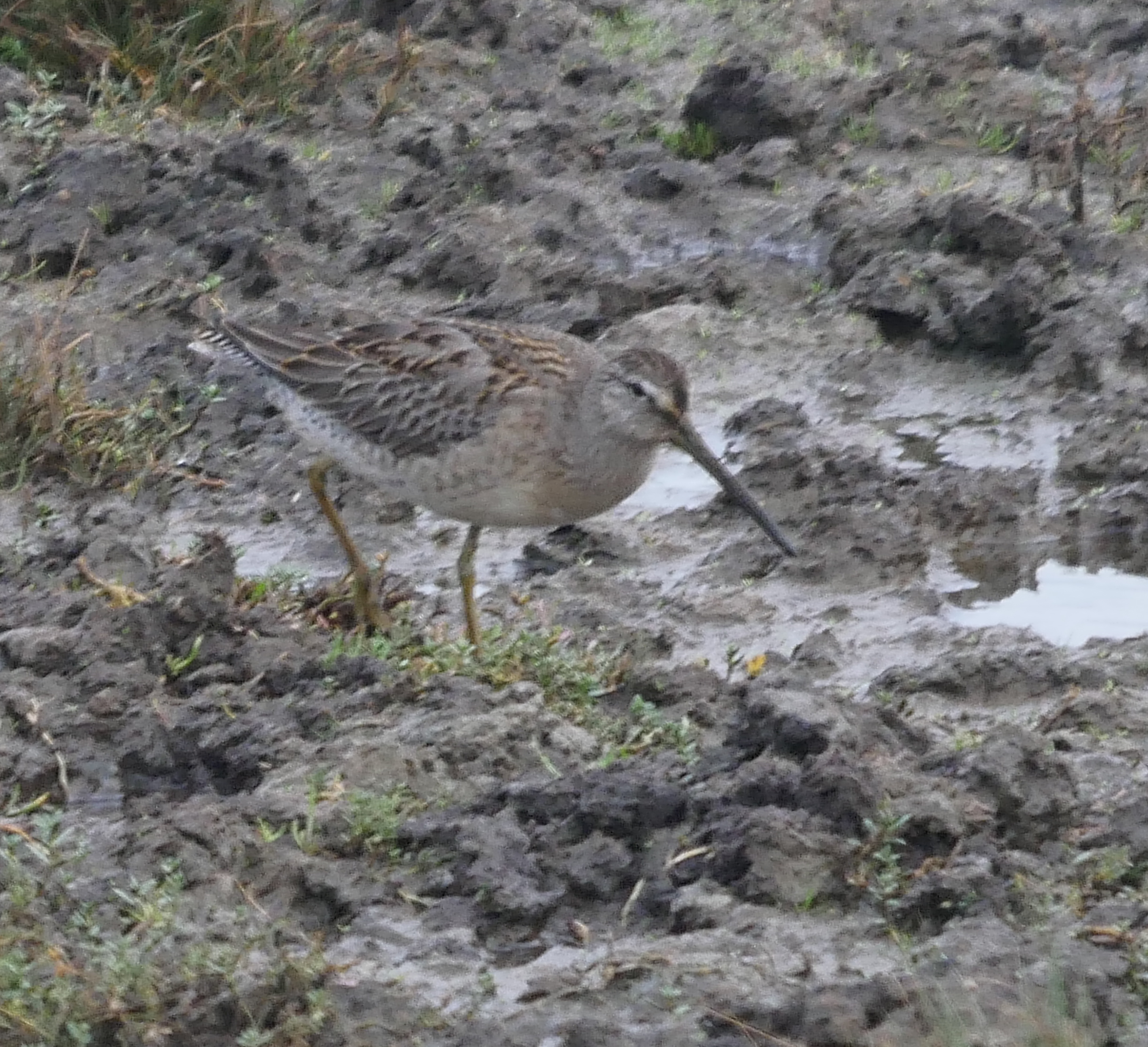 Long-billed Dowitcher - 21-10-2022