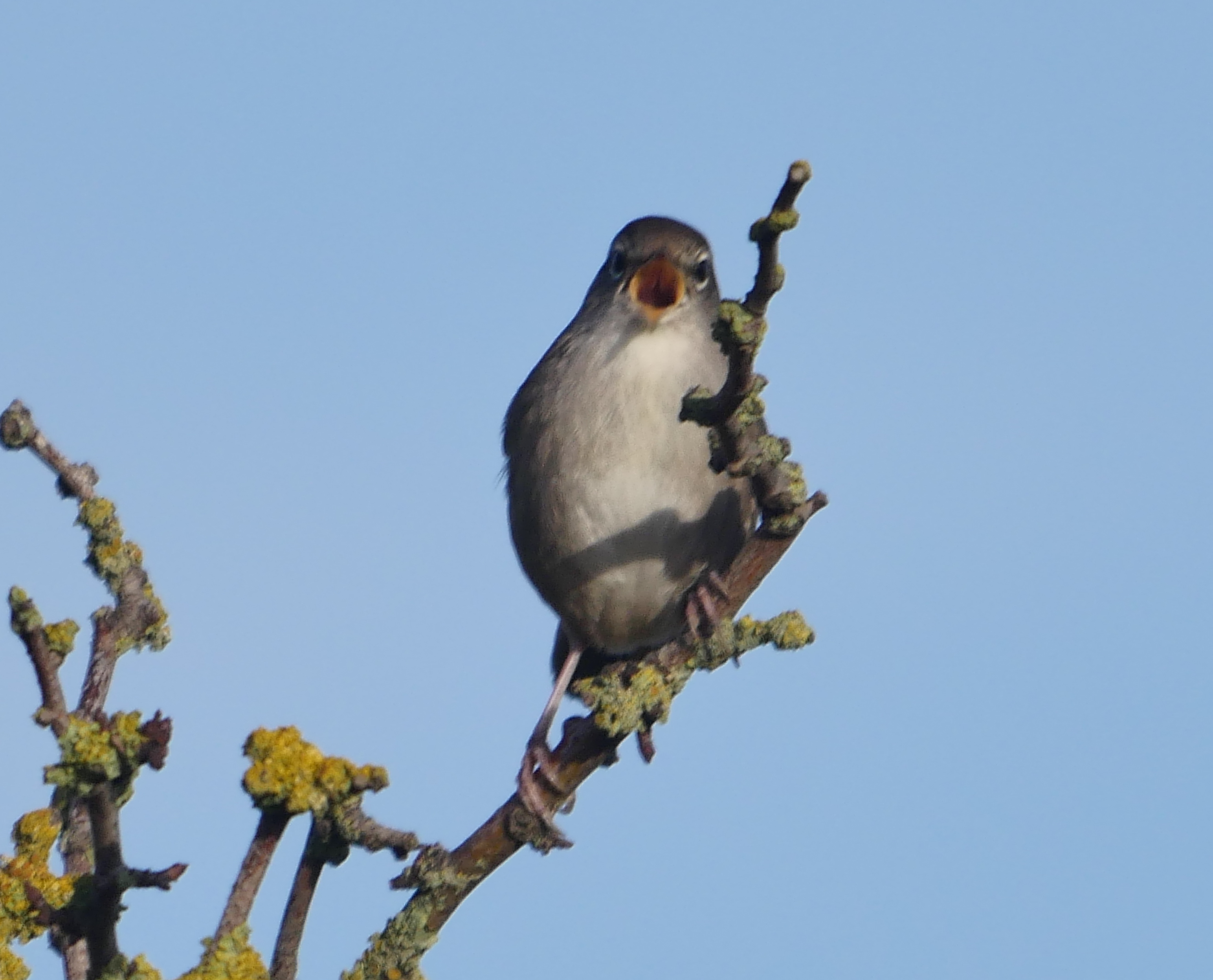 Cetti's Warbler - 25-10-2022