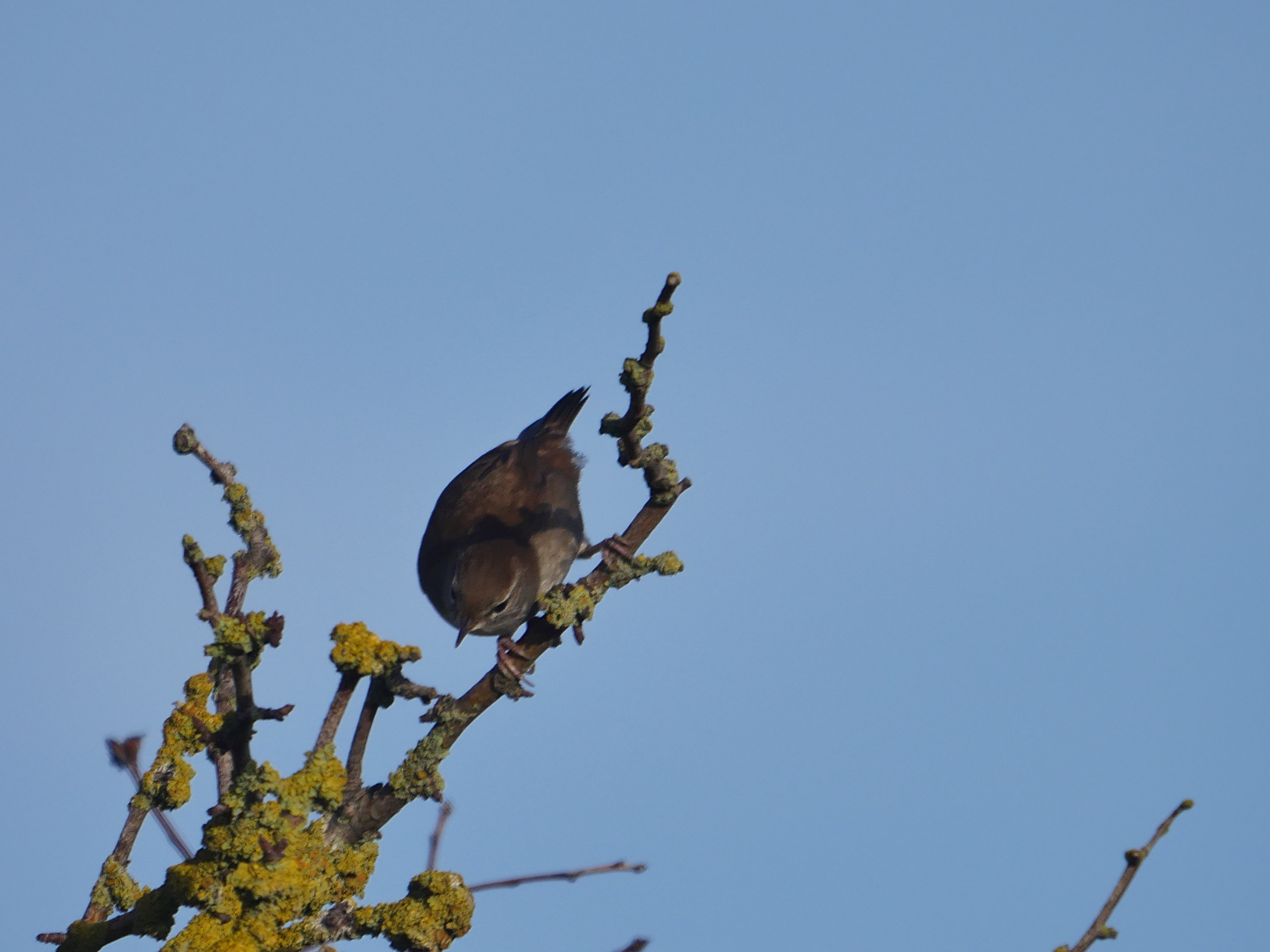 Cetti's Warbler - 25-10-2022