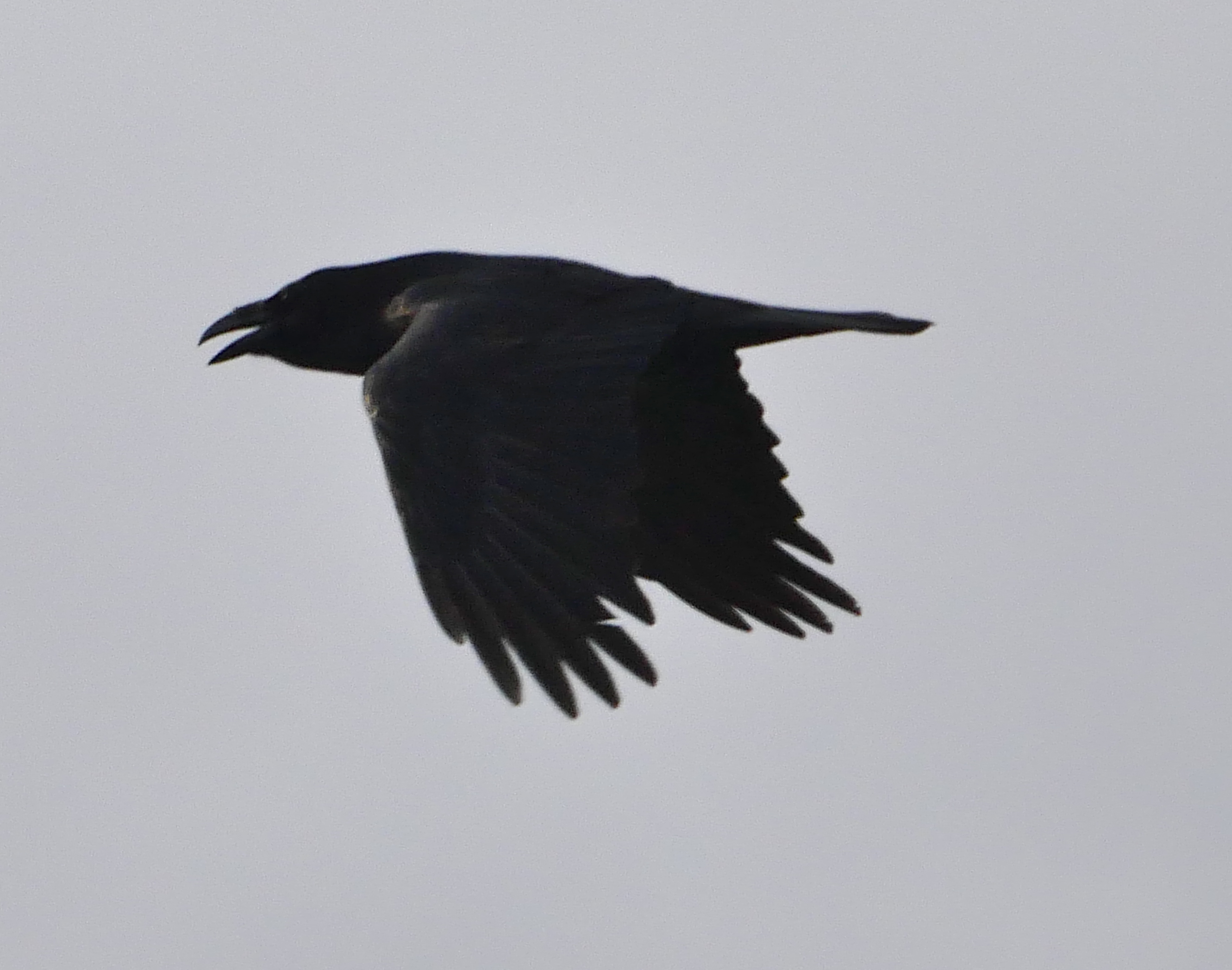 Raven - 05-01-2023