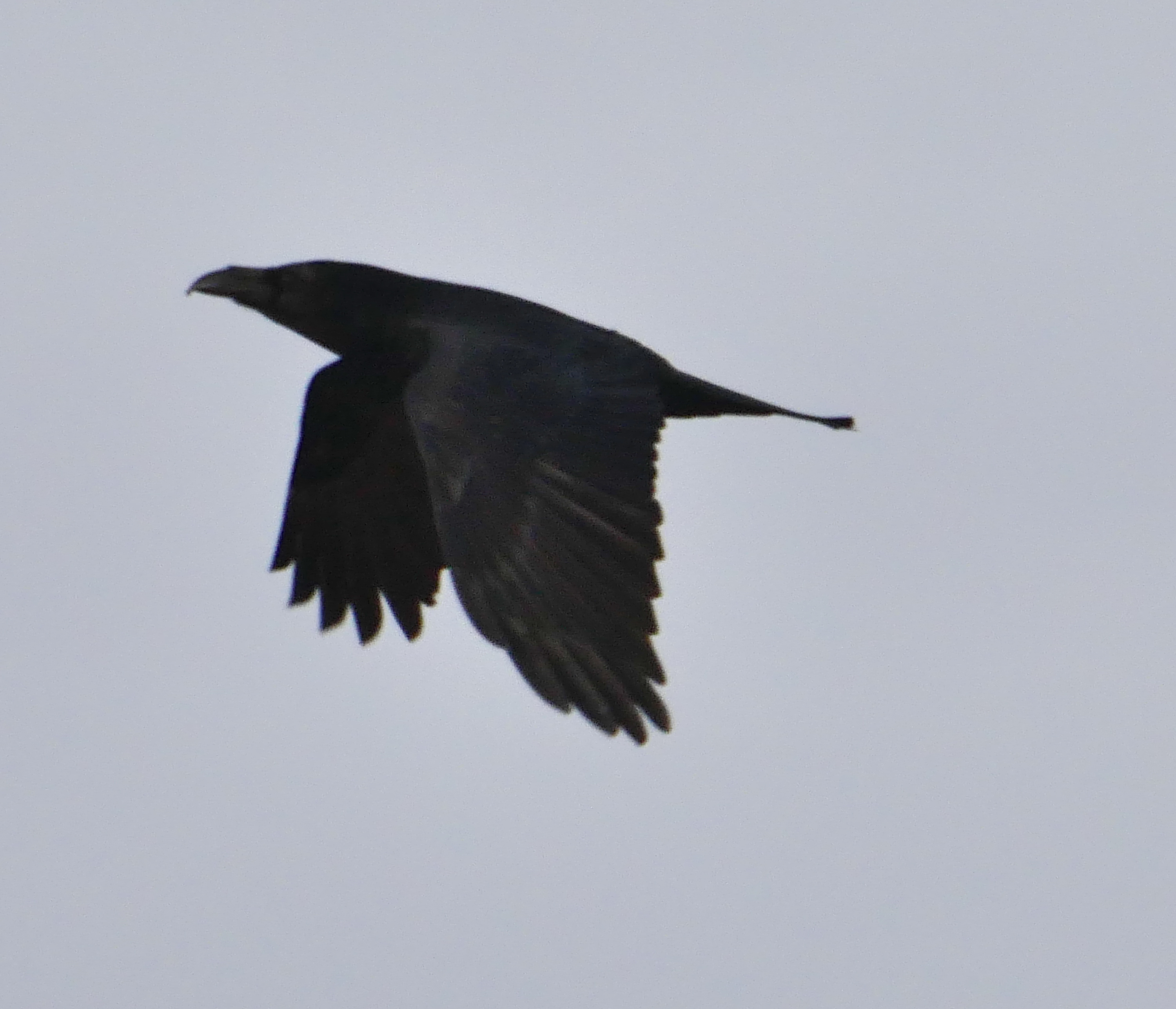 Raven - 05-01-2023