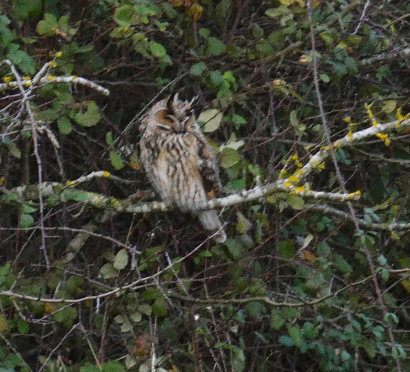 Long-eared Owl - 13-01-2023