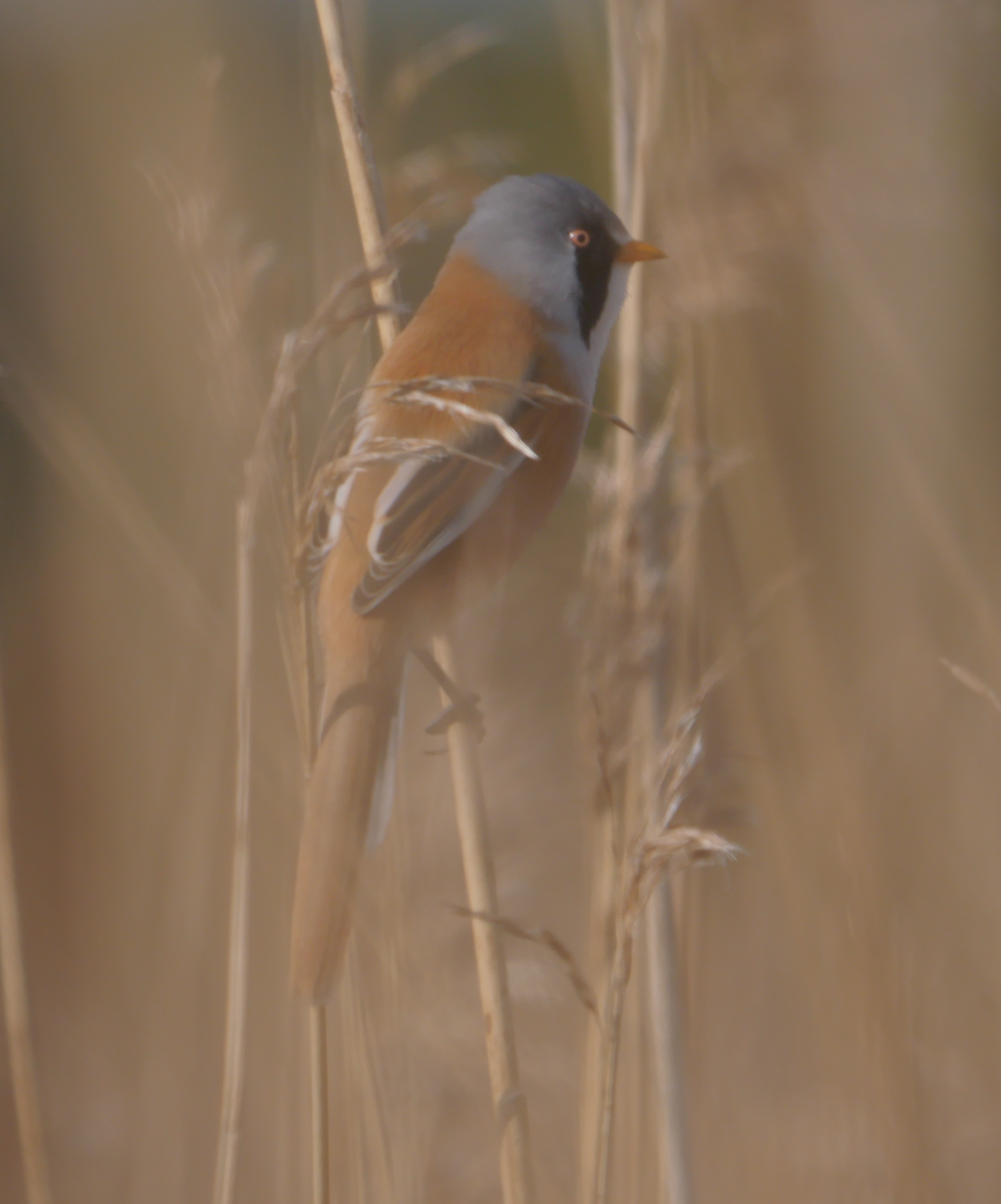 Bearded Tit - 15-04-2023