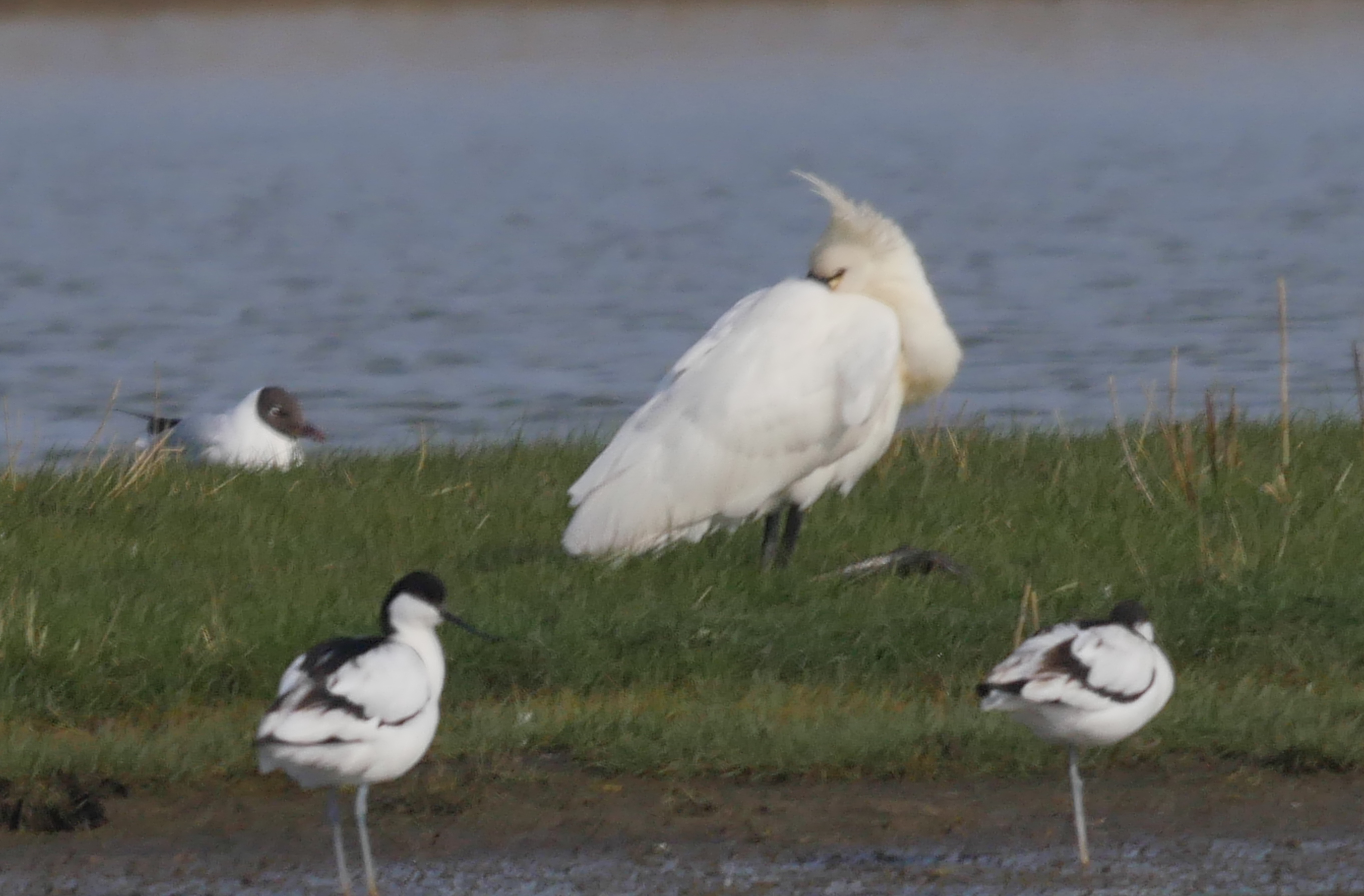 Spoonbill - 15-04-2023