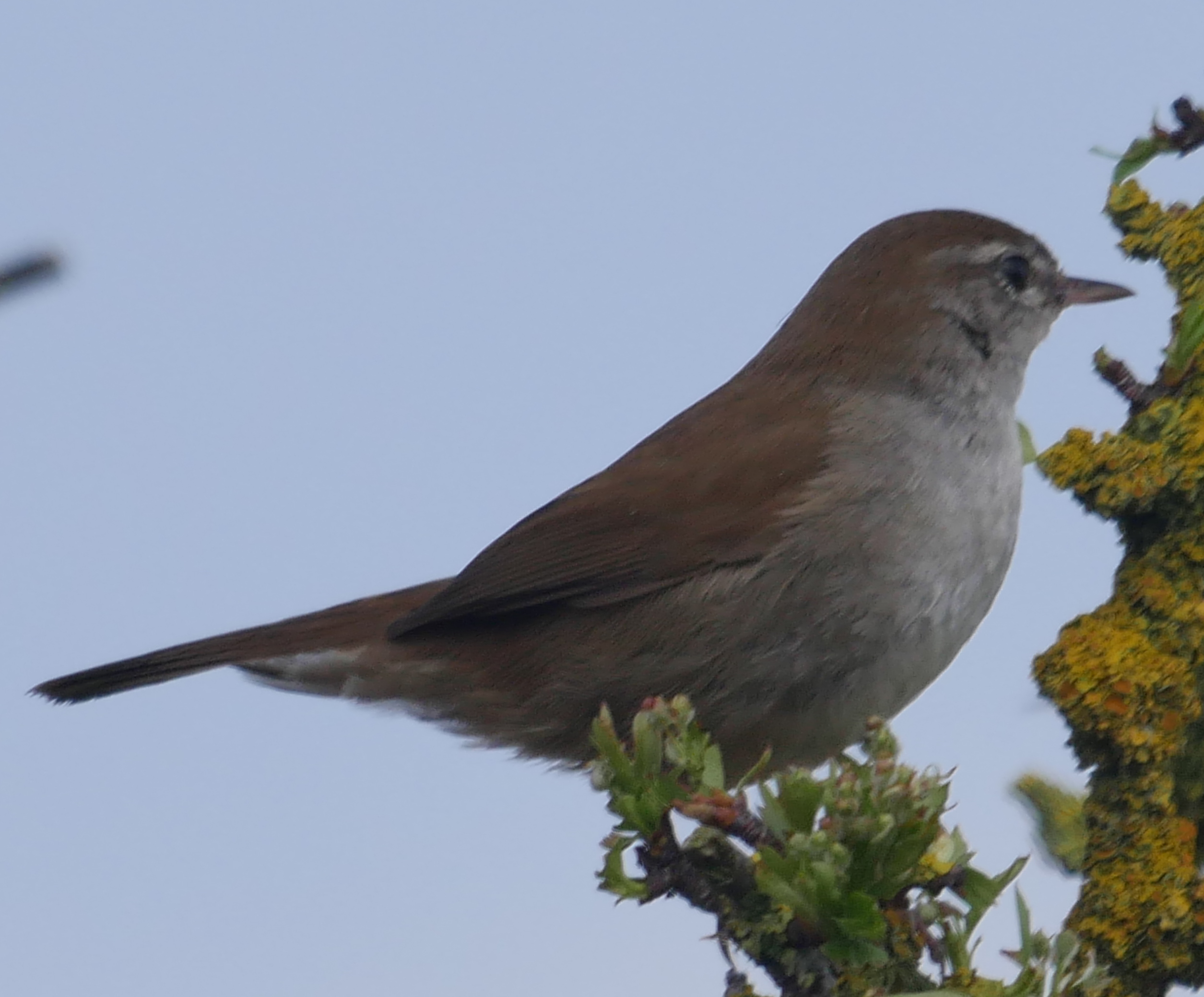 Cetti's Warbler - 15-04-2023