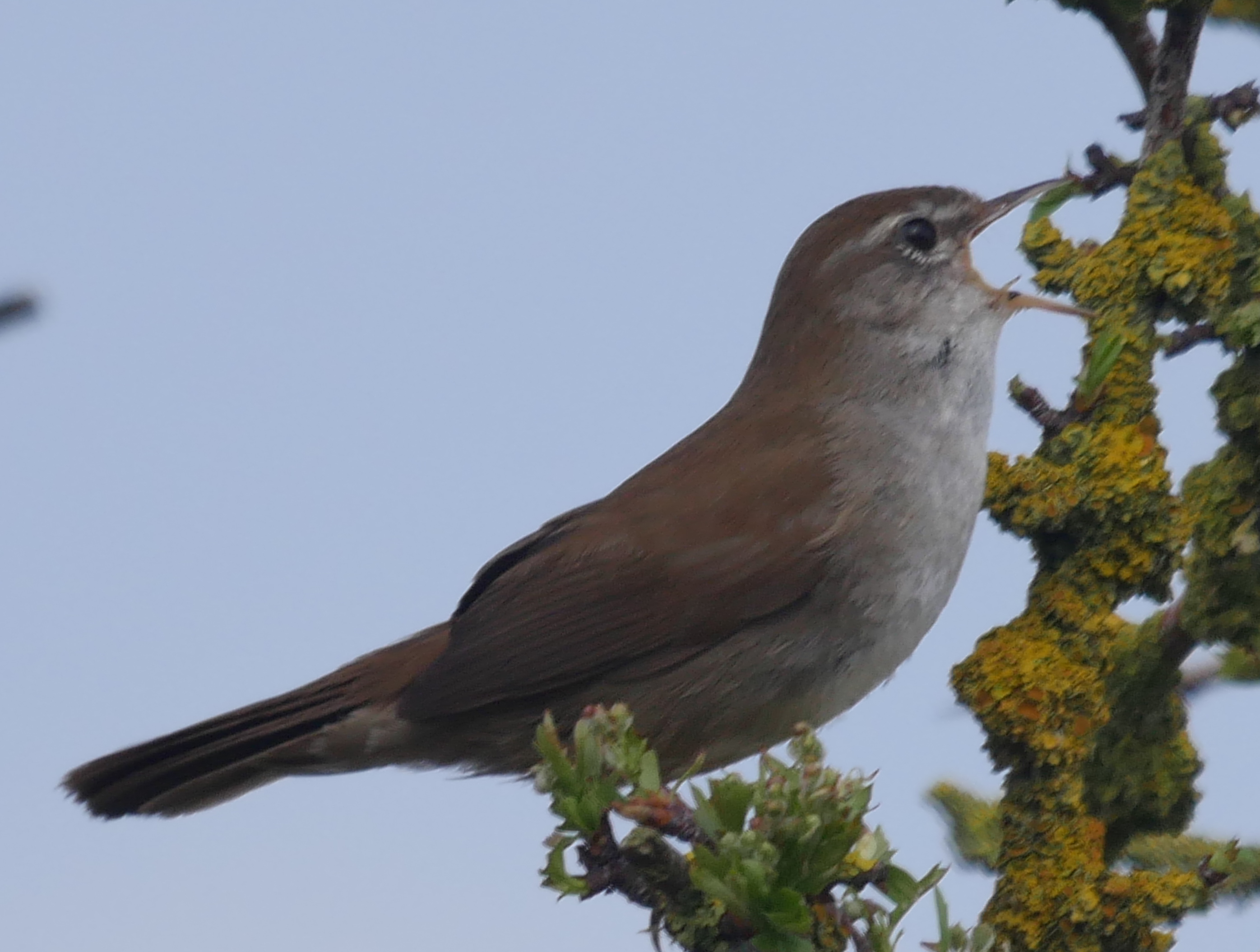 Cetti's Warbler - 15-04-2023