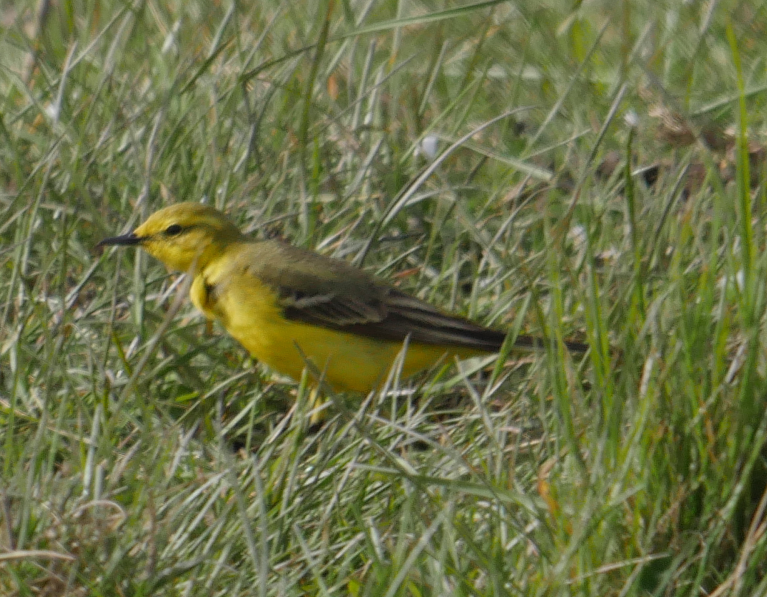 British Yellow Wagtail - 05-05-2023