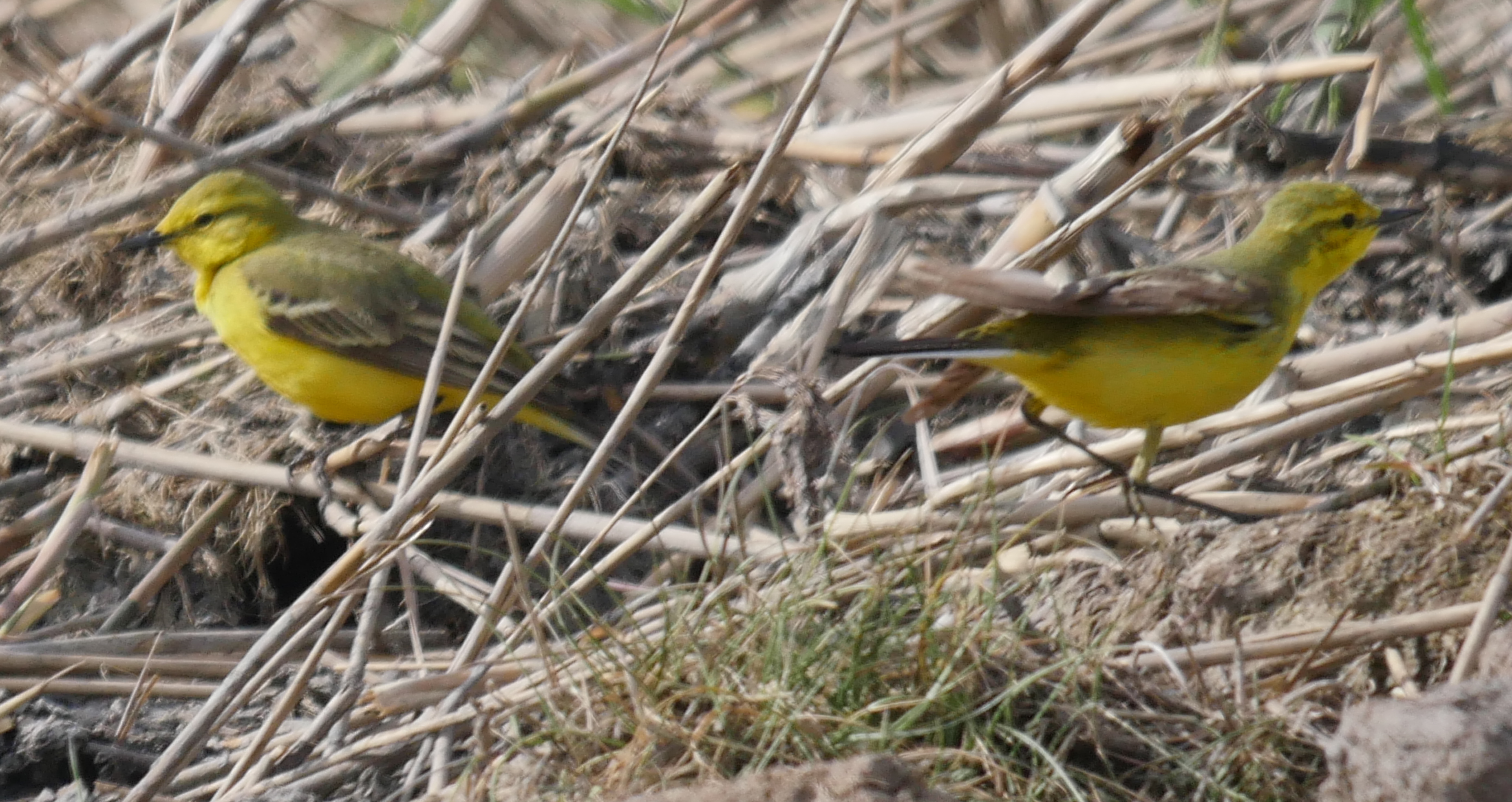 British Yellow Wagtail - 05-05-2023