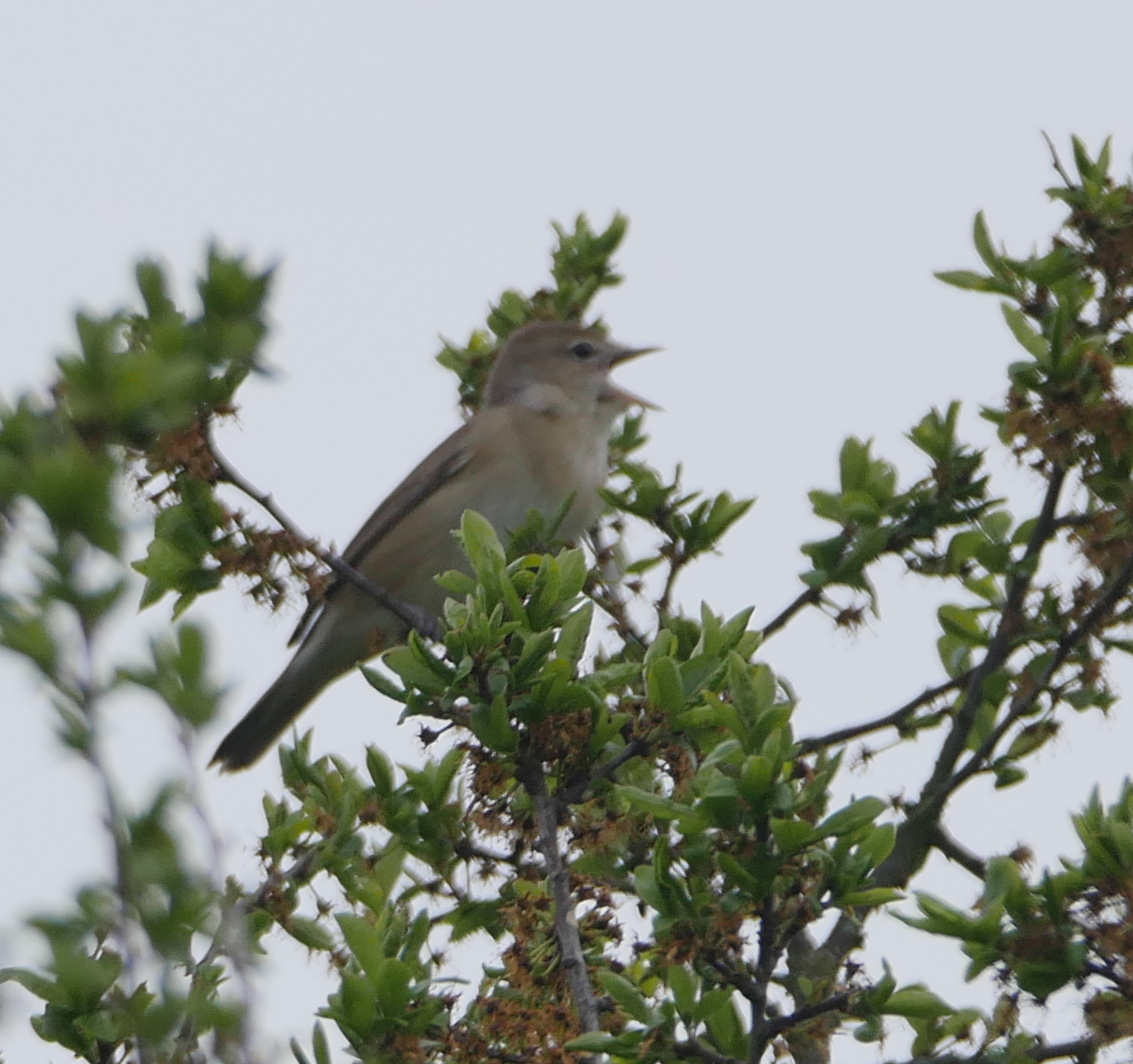 Garden Warbler - 05-05-2023