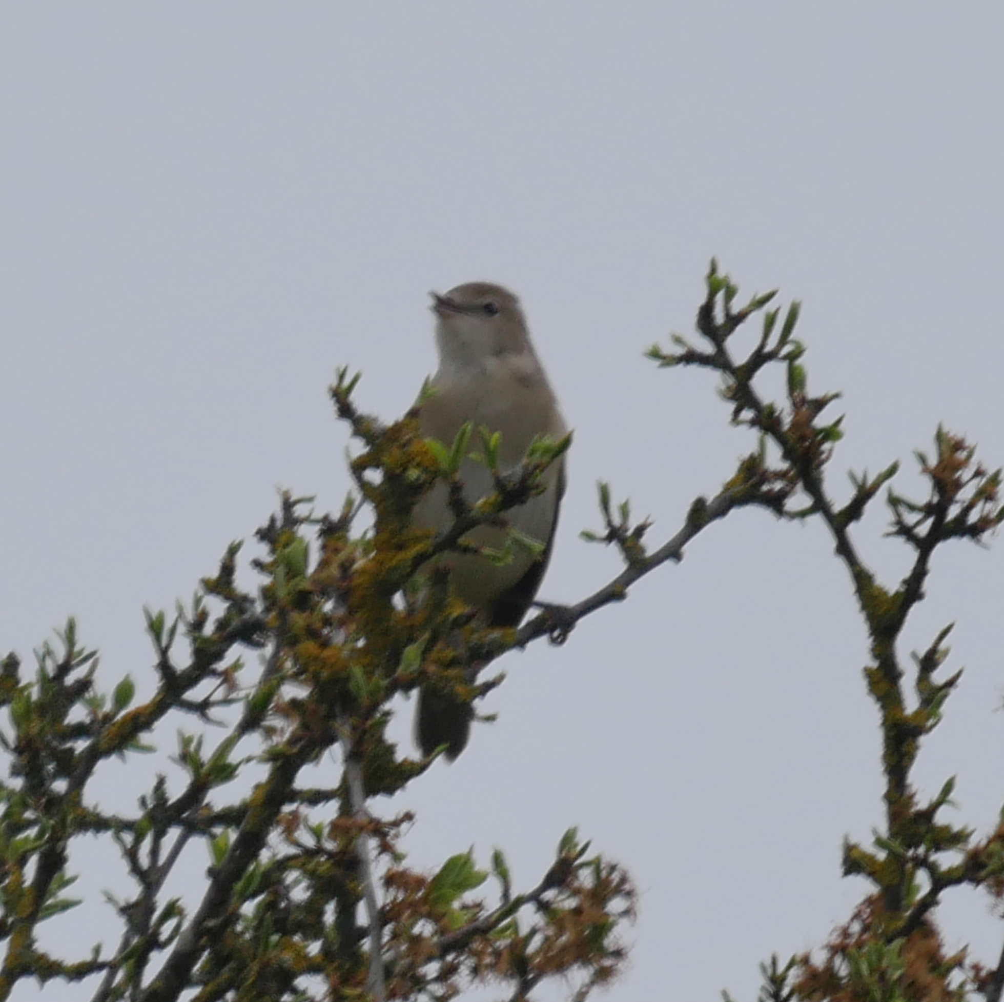 Garden Warbler - 05-05-2023