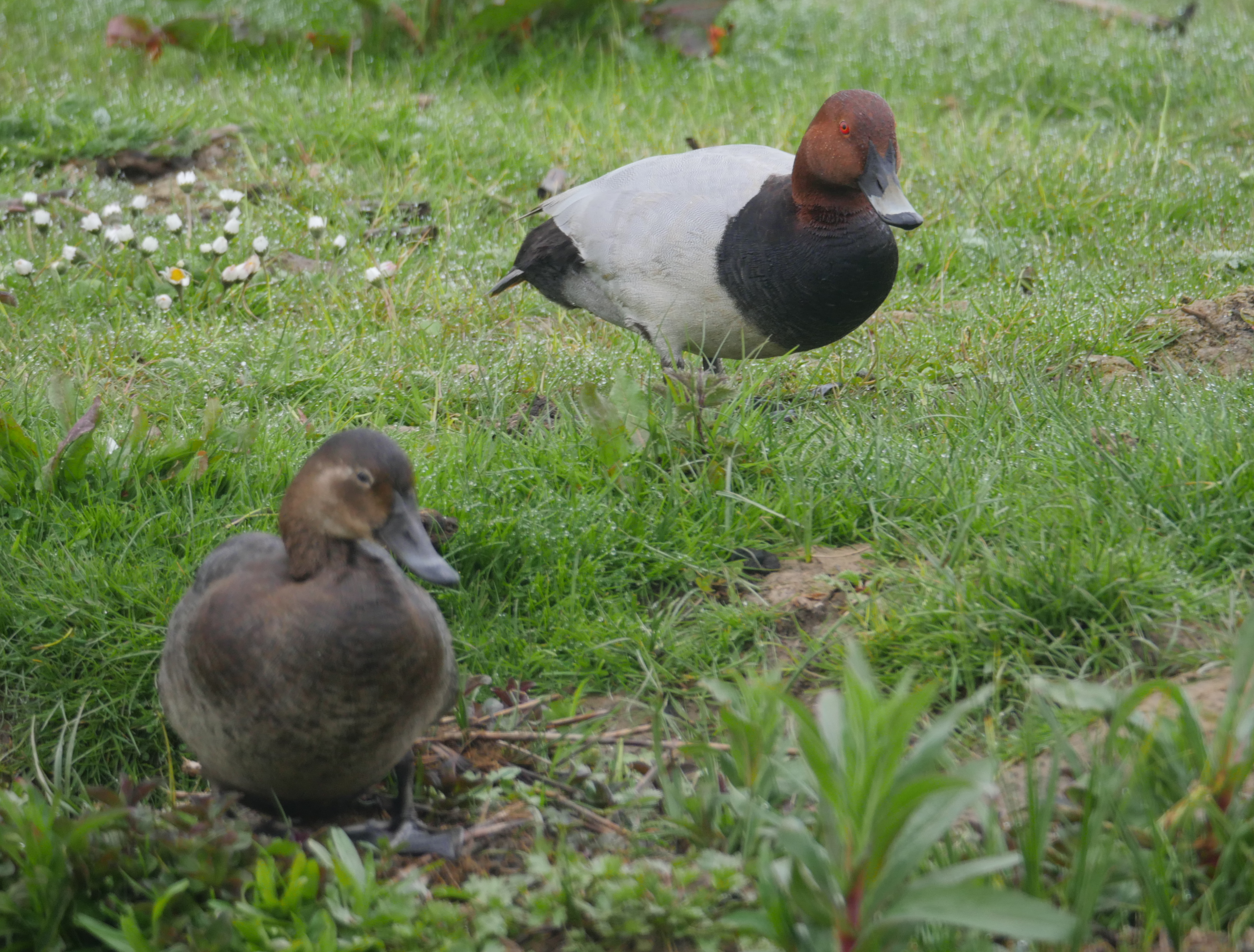 Pochard - 07-05-2023