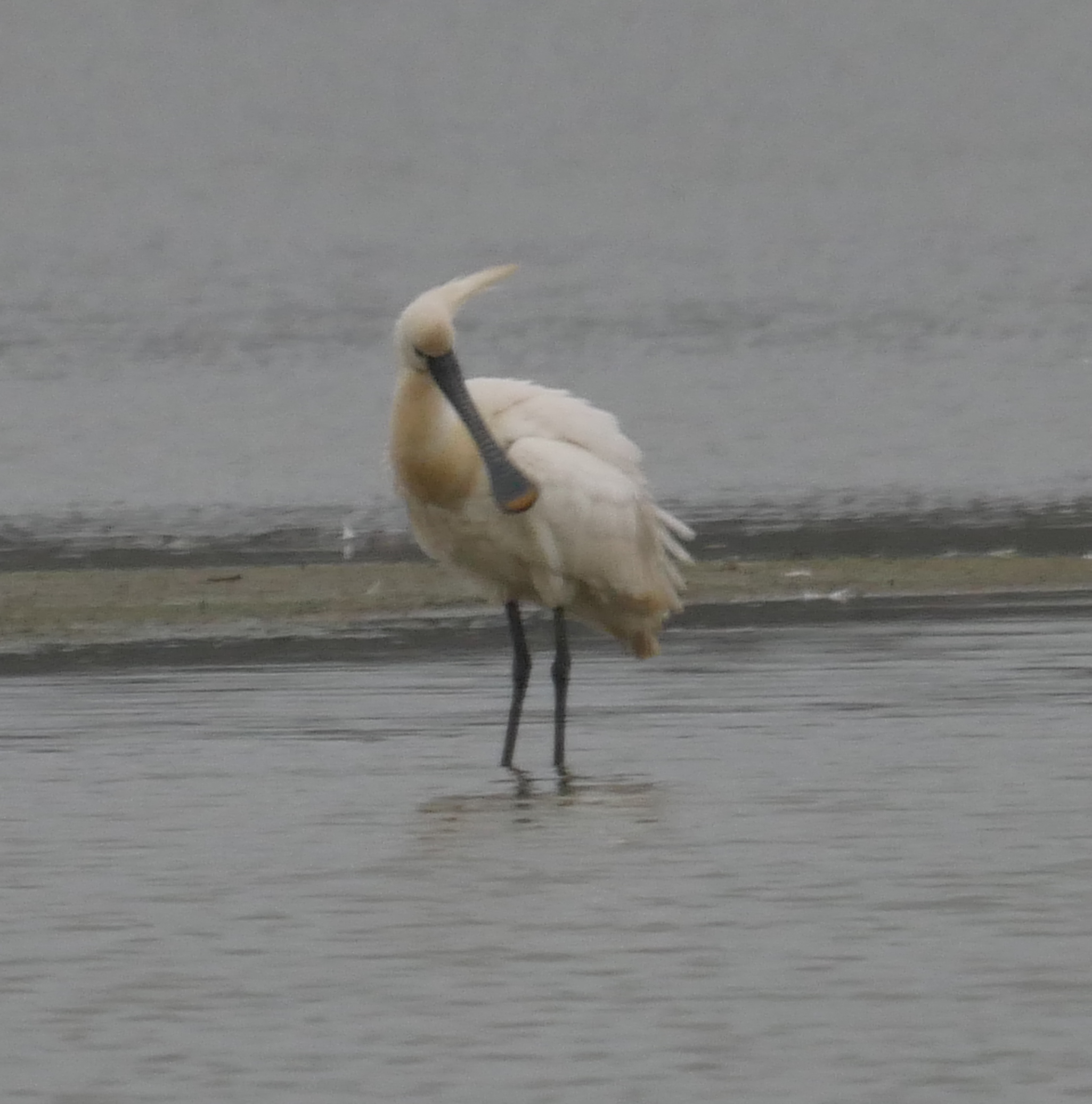 Spoonbill - 07-05-2023