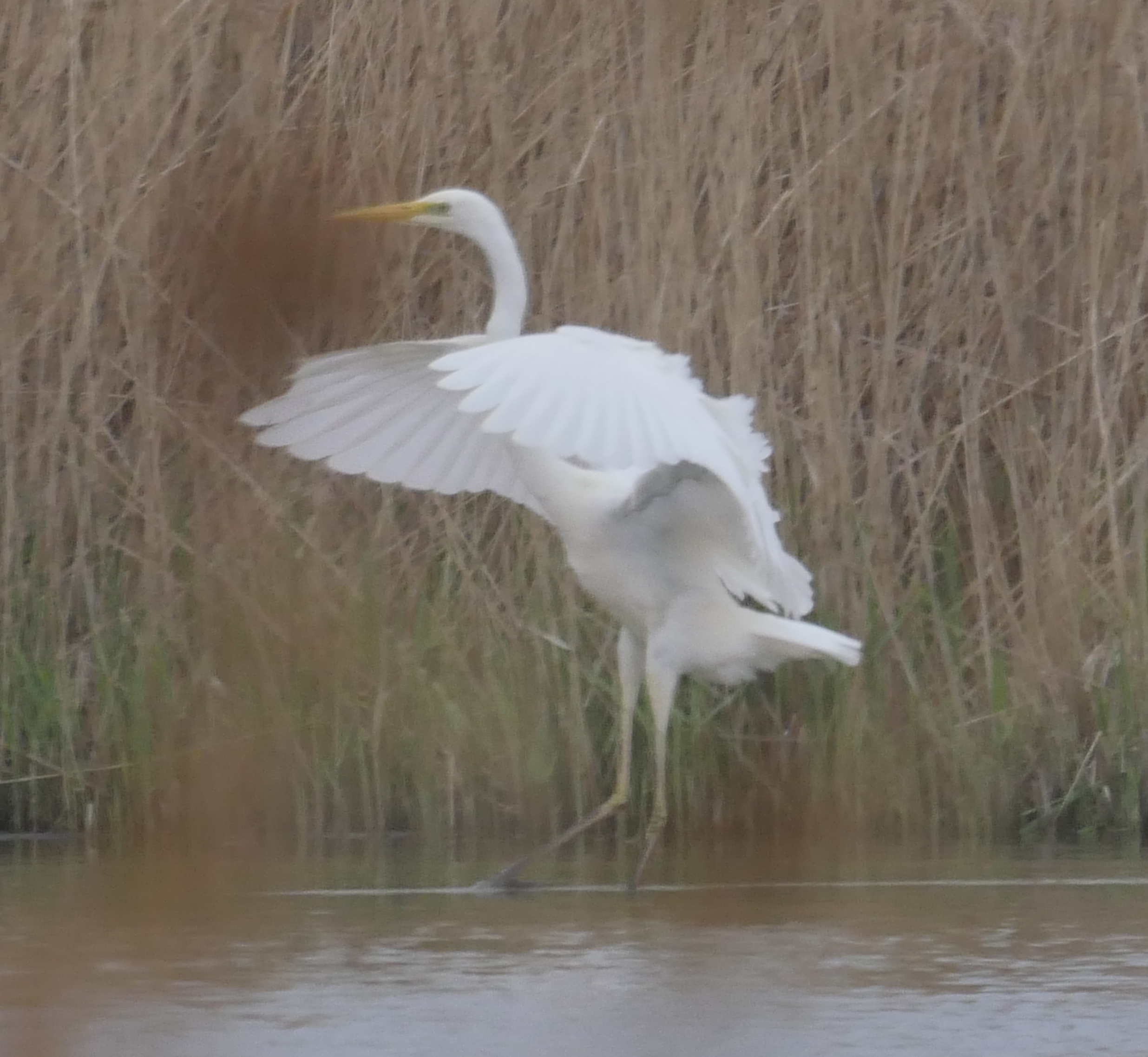 Great White Egret - 07-05-2023